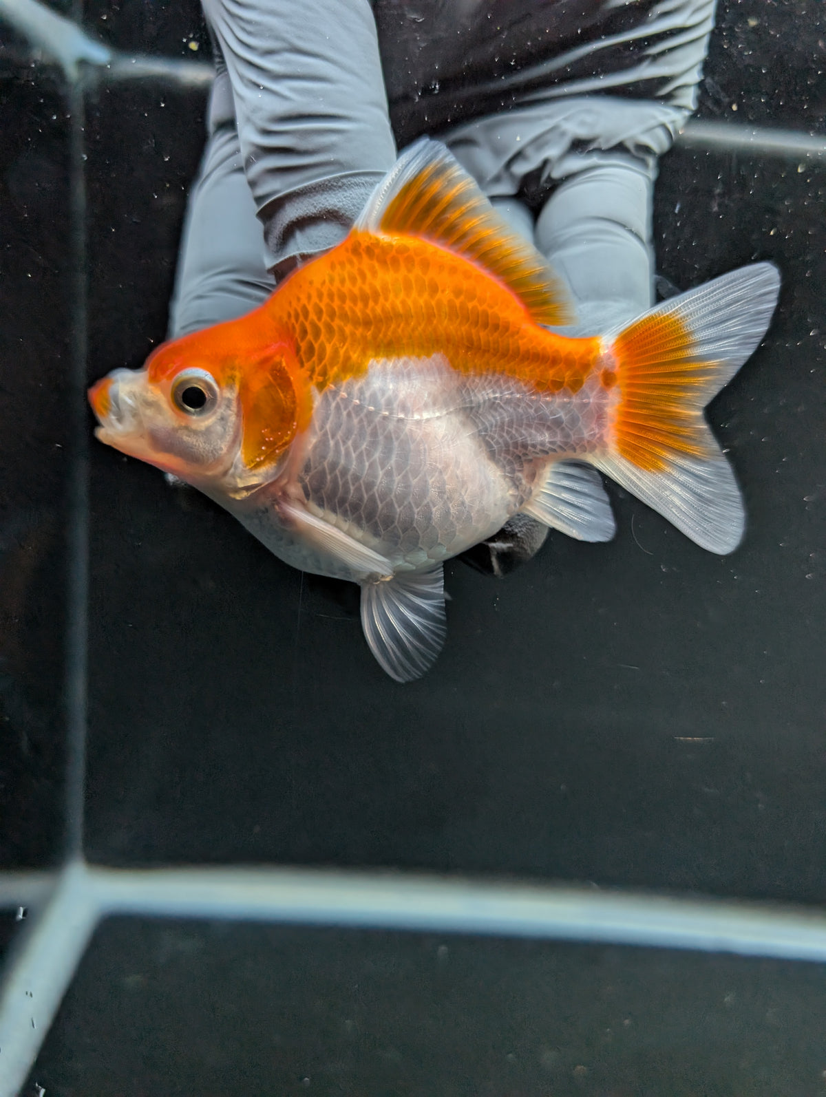 Tamasaba Red White 3"-3.5" in. ID#1009TM1B-006