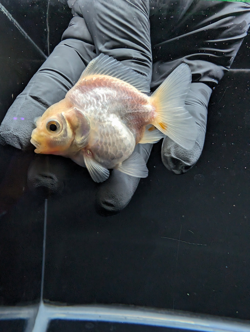 Baby Thai Shogun Oranda White 2"-2.5" in. ID#1016BSG11A-008