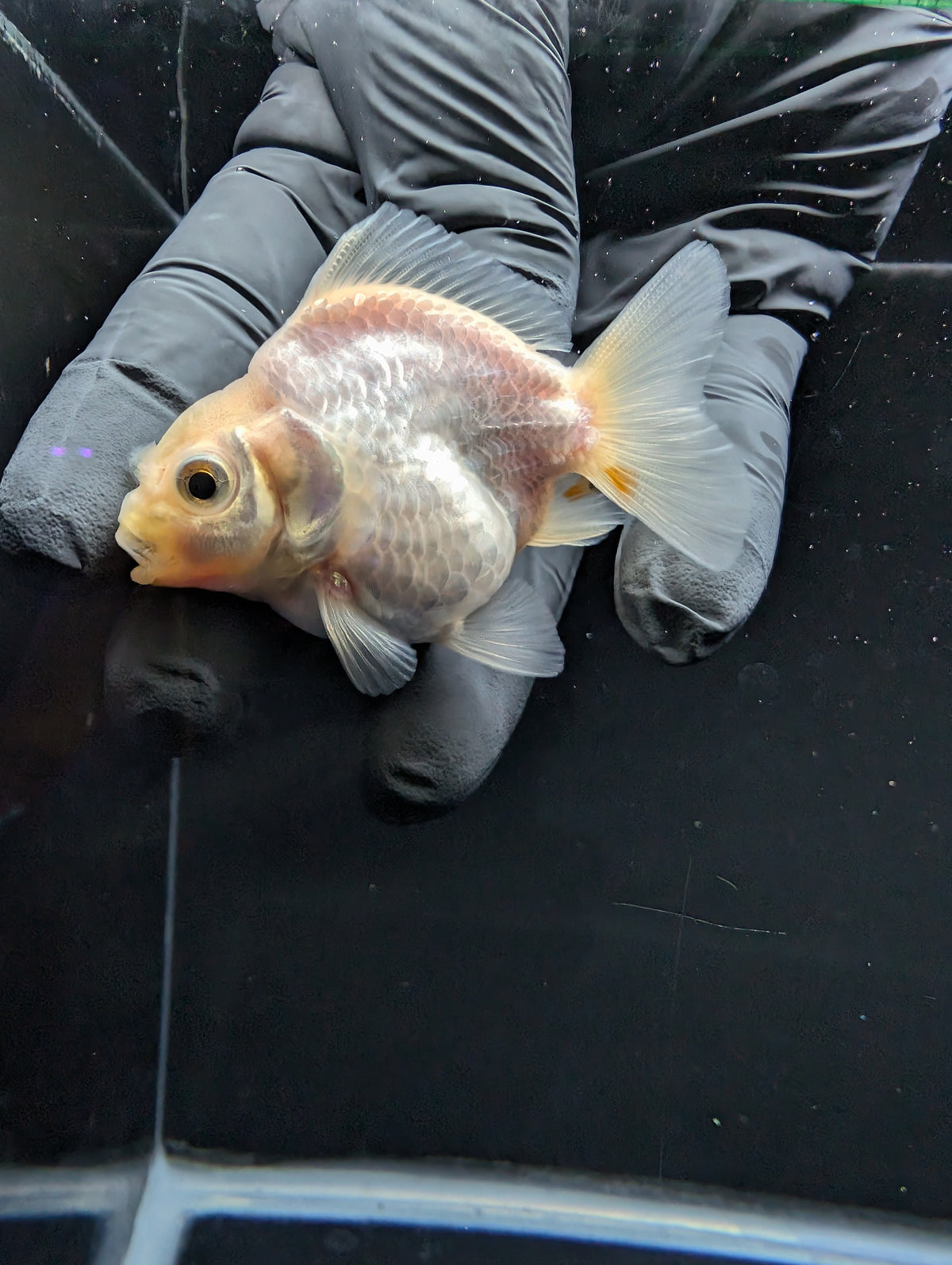 Baby Thai Shogun Oranda White 2"-2.5" in. ID#1016BSG11A-008