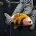 Ranchu Calico 2.5"-3" in. ID#717R4A-002