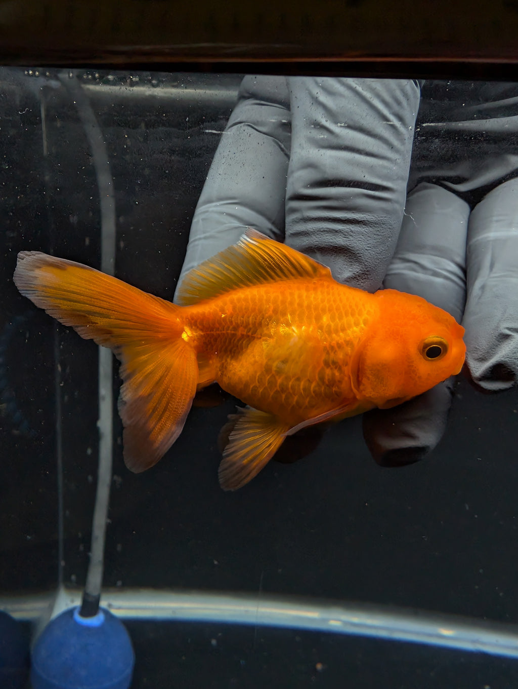 Juvenile Oranda Red Black 3"-3.5"in.  ID#529T1A-059