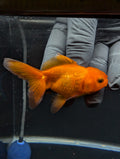 Juvenile Oranda Red Black 3"-3.5"in.  ID#529T1A-059