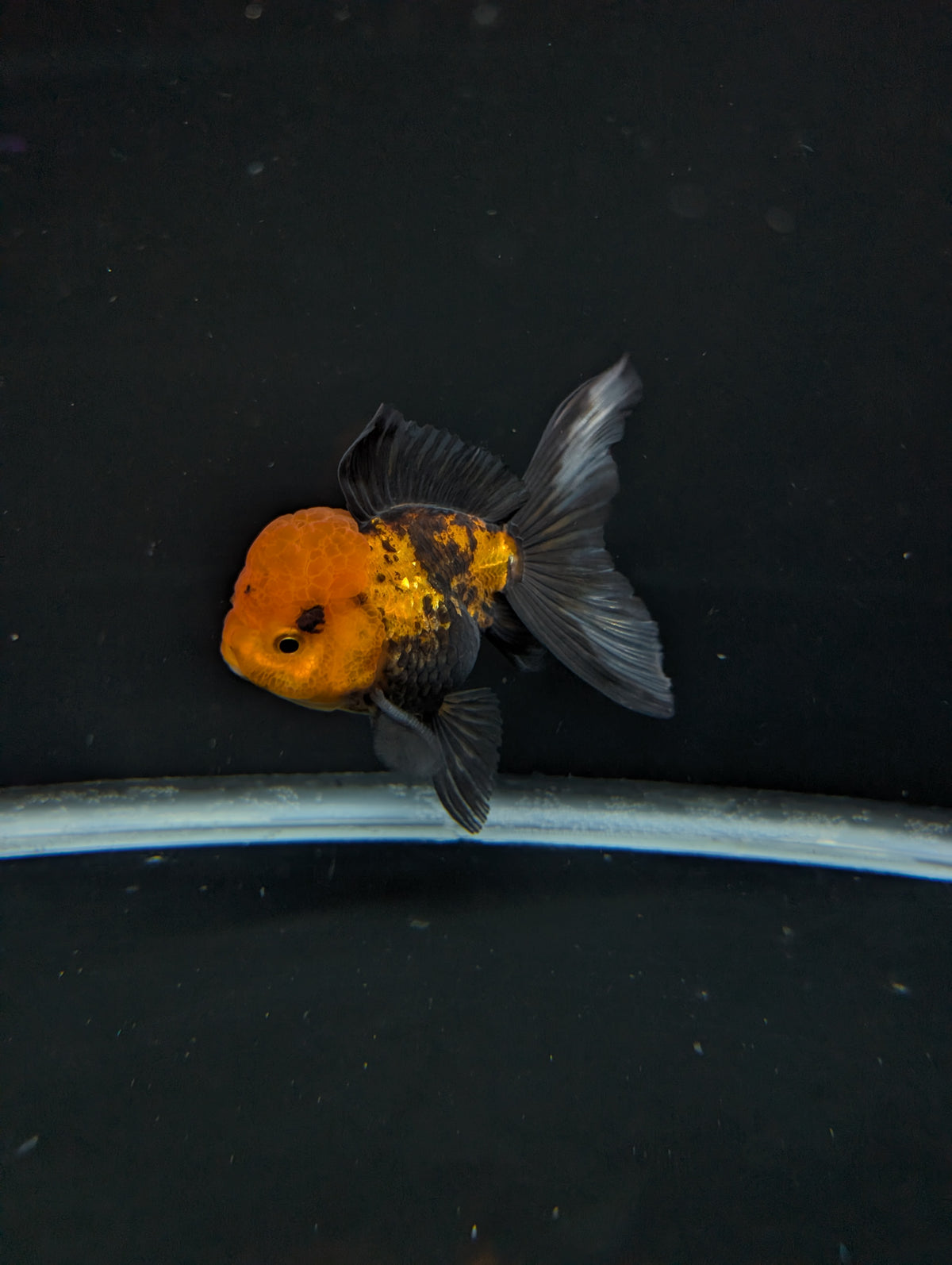Thai Oranda Tricolor 4"-4.5"in.  ID#1023T1A-027
