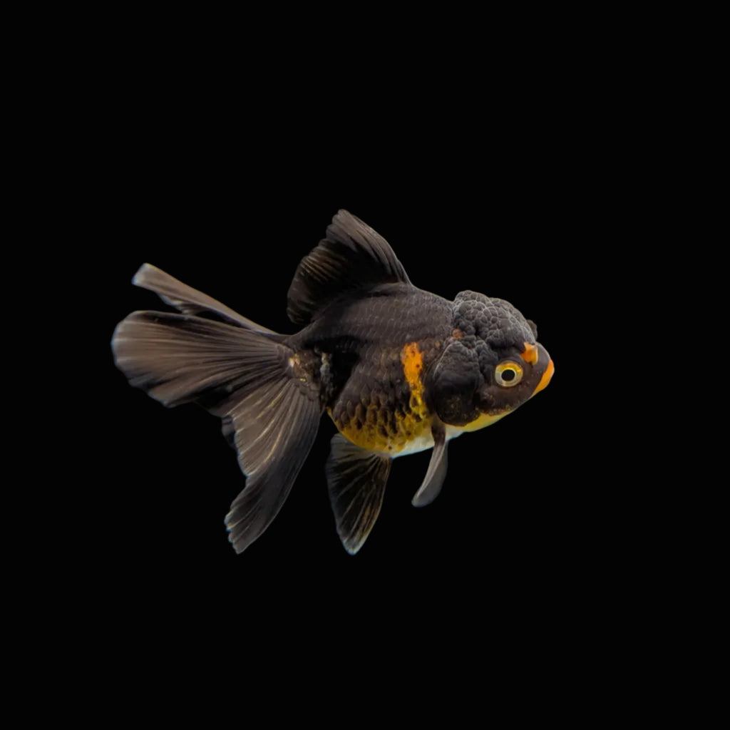 Juvenile Oranda Tricolor 3.5"-4" in.  ID#320T13b-013