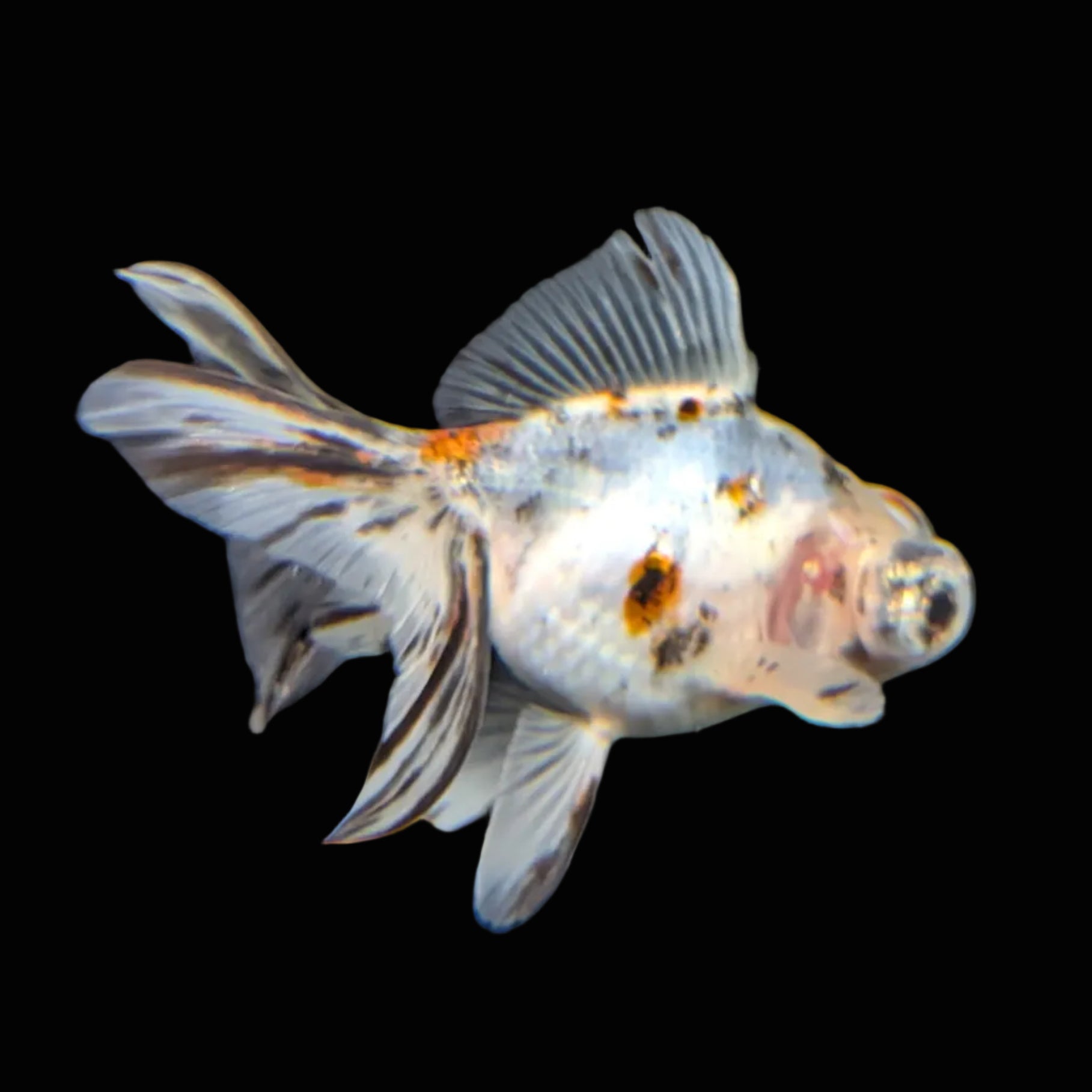 Telescope Butterfly Calico 3.5"-4" in. ID#508B4A-006
