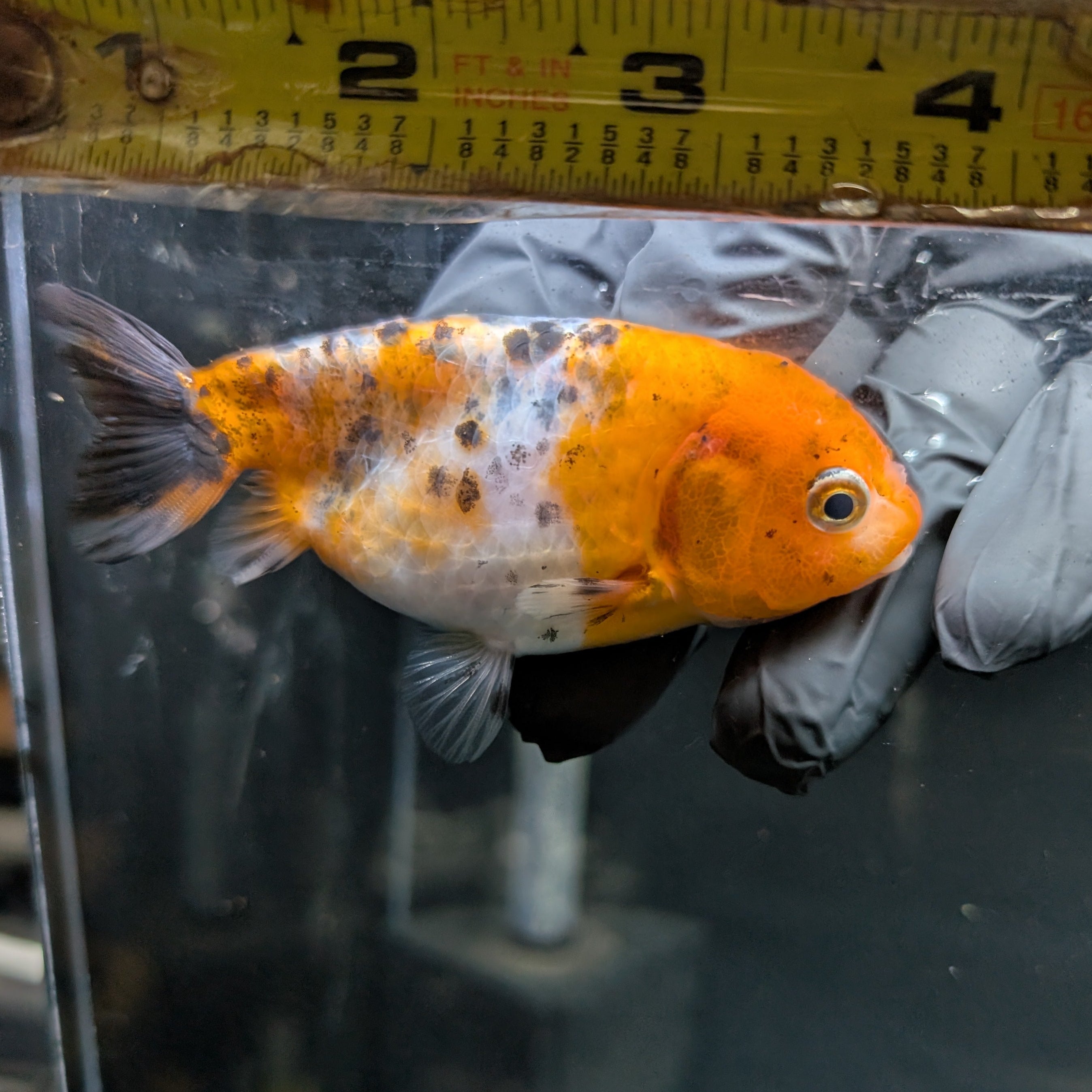 Ranchu Calico 3"-3.5" in. ID#417R13A-004