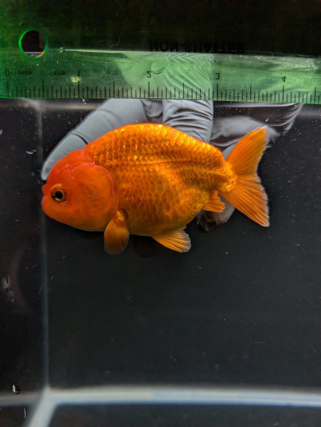 Ranchu Red White 4"in. ID#828R4A-026