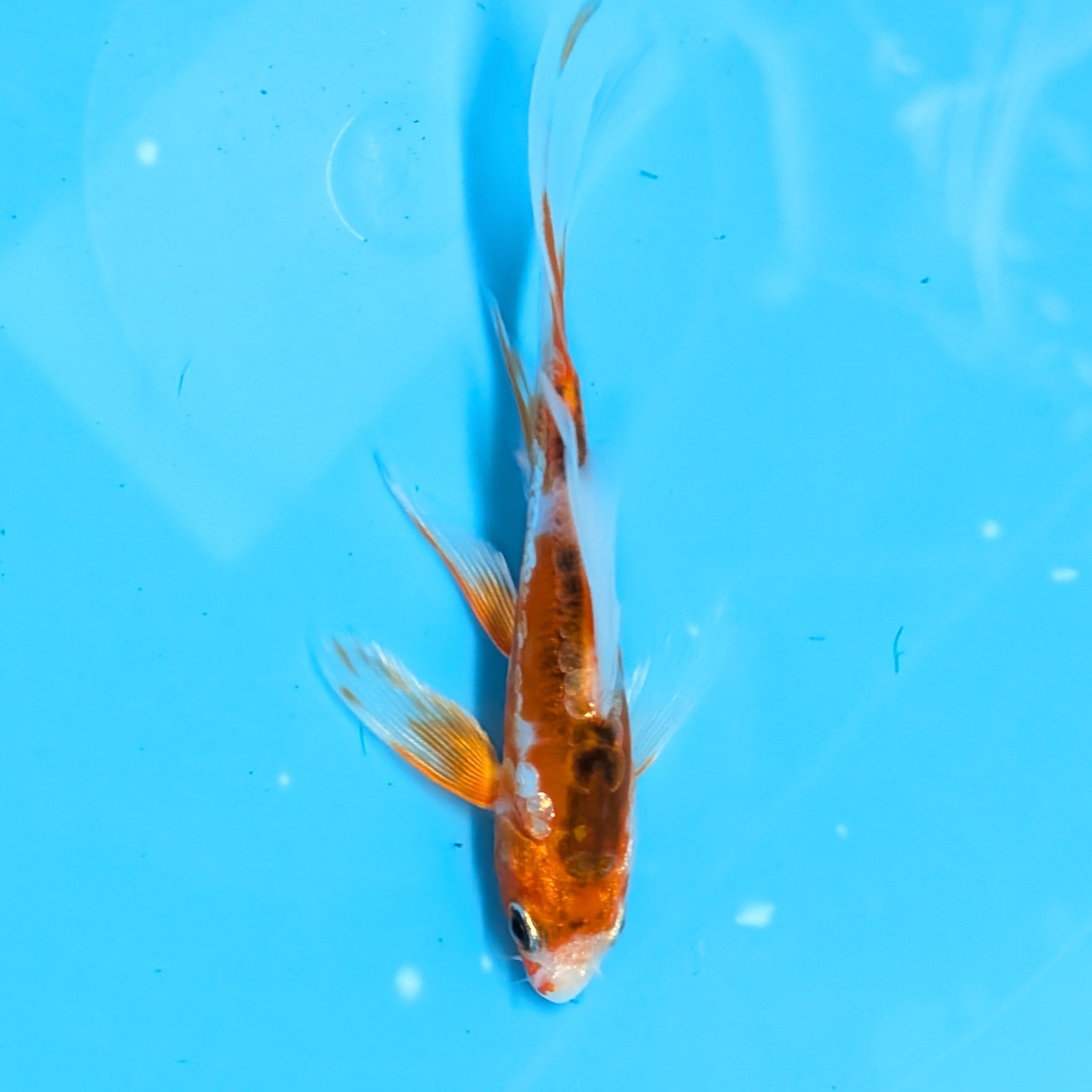 Shusui Butterfly Koi  5"-6" in. ID#727BFK-007