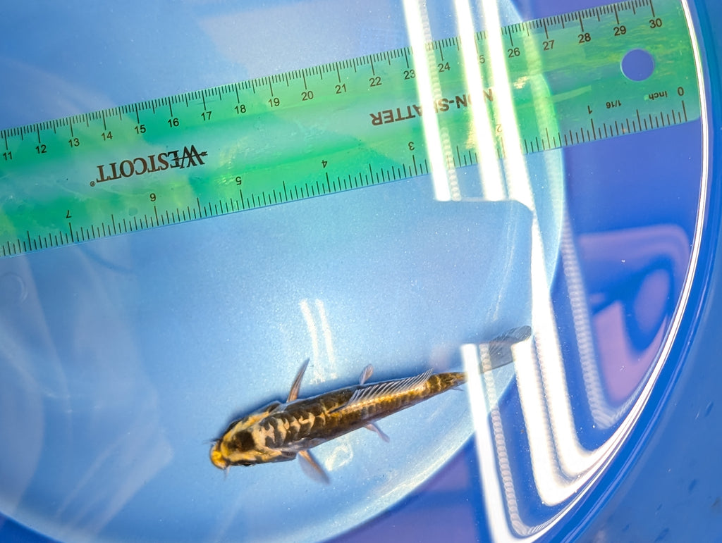 Kin Kikokuryu Koi  4"in. ID#806BFK-025