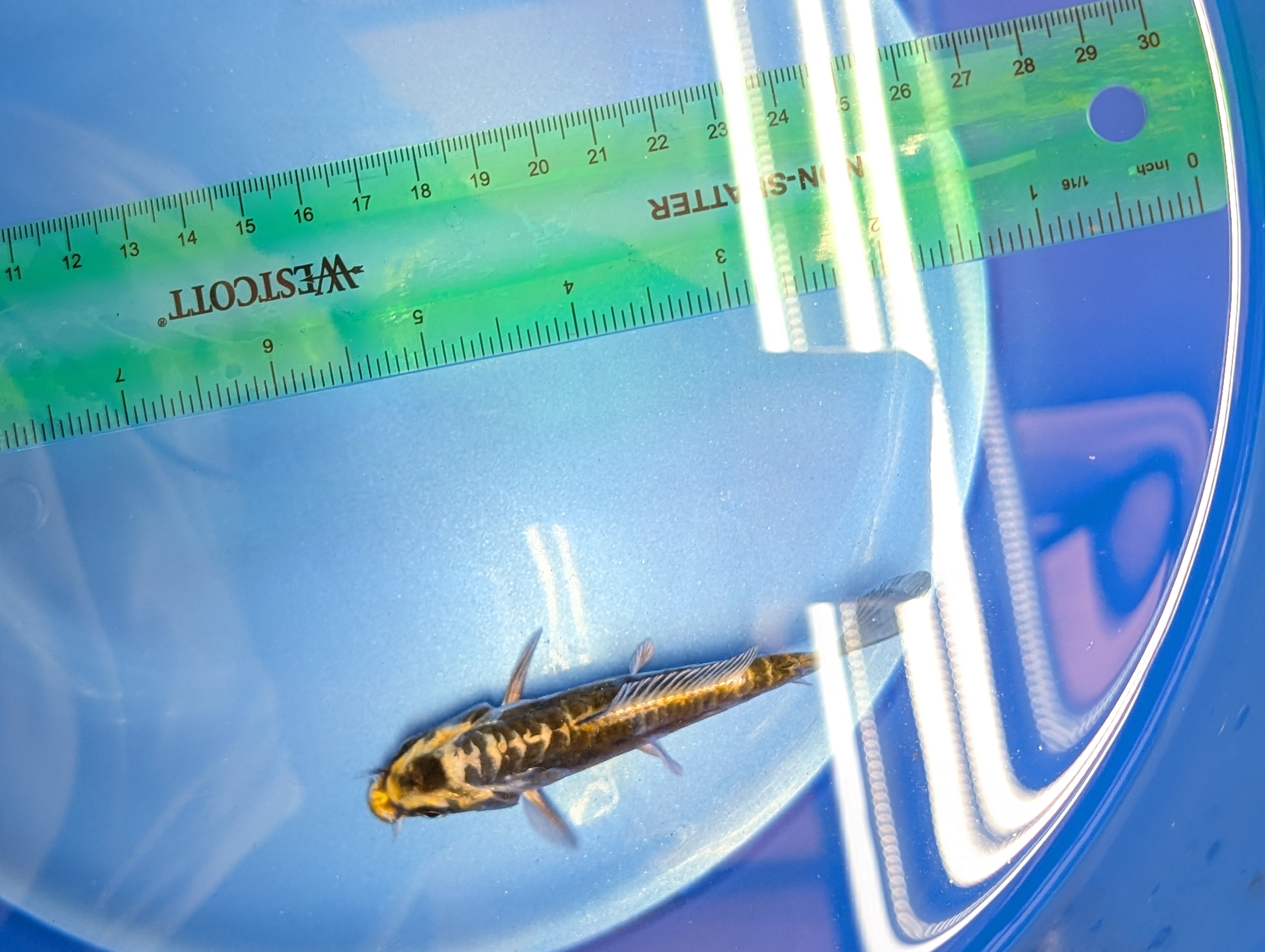 Kin Kikokuryu Koi  4"in. ID#806BFK-025