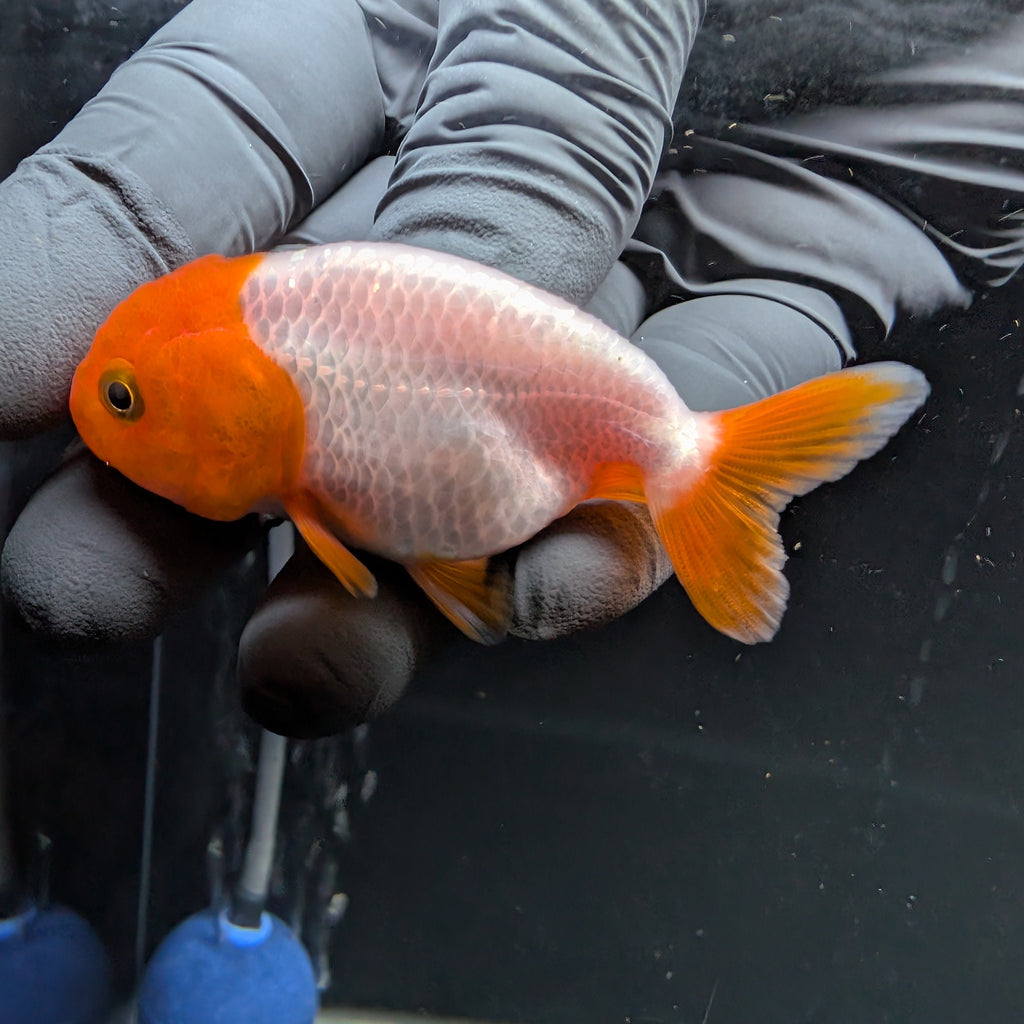 Baby Ranchu Red White 2.5"-3" in. ID#522R4A-003