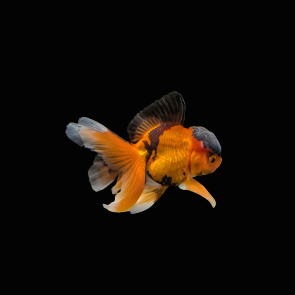 Juvenile Oranda Tricolor 3.5"-4" in.  ID#320T13b-016