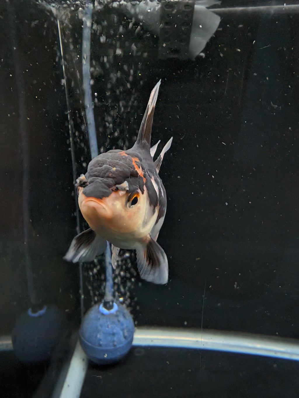 Thai Juvenile Oranda Tricolor 3"-3.5" in.  ID#626T1A-002