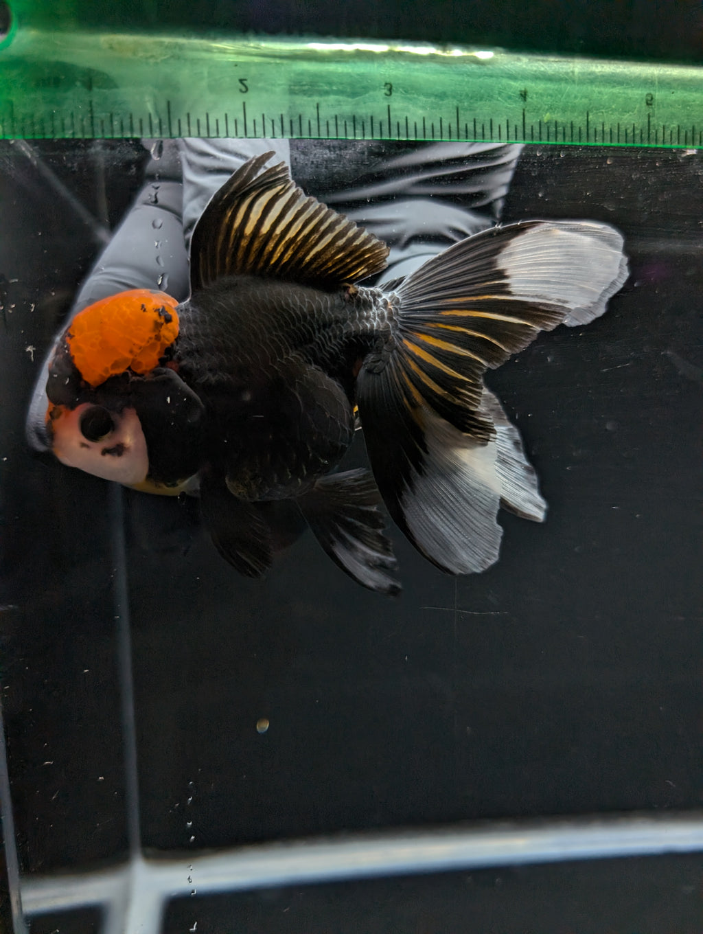 Thai Oranda Tricolor 4"-4.5"in.  ID#1023T1A-021