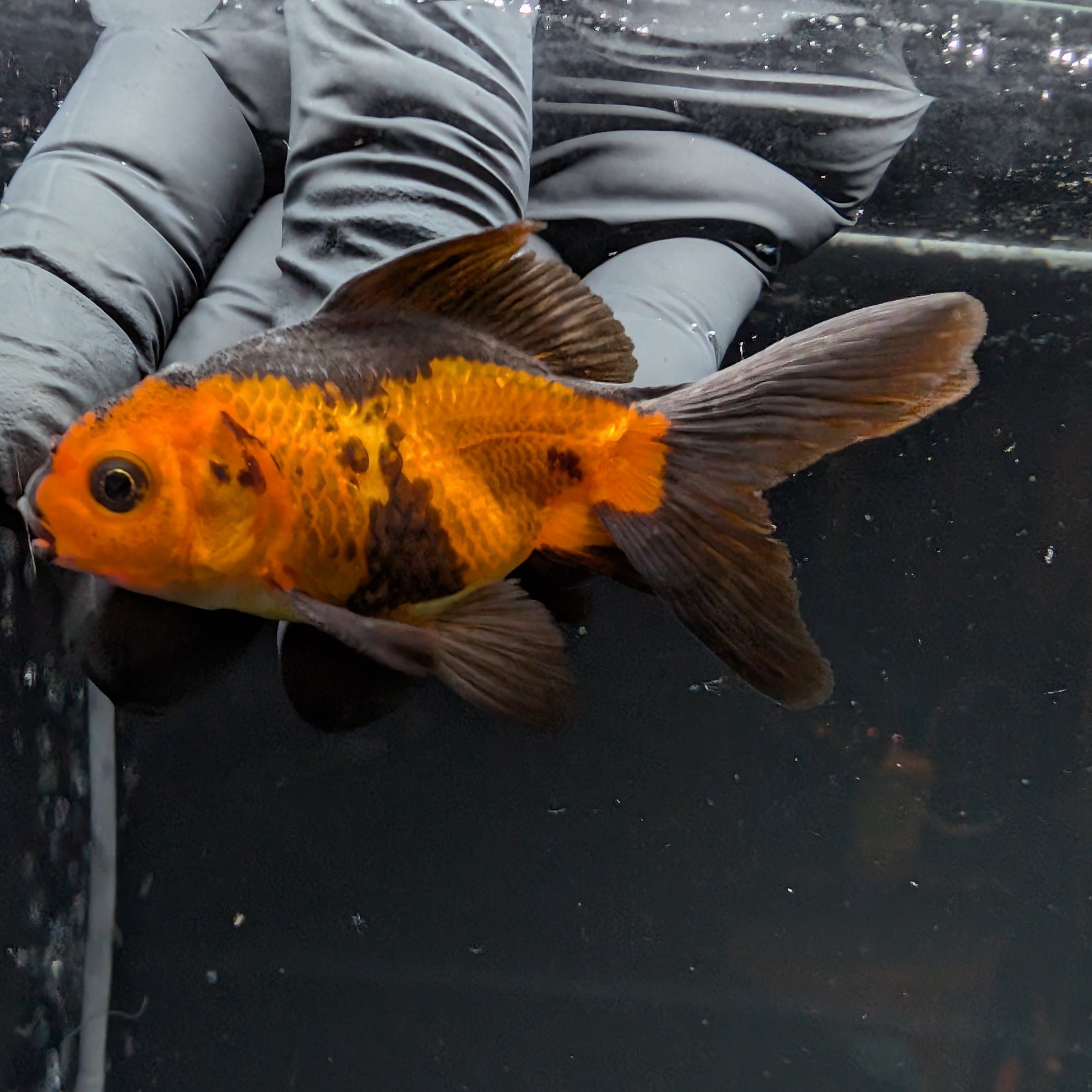 Juvenile Oranda Red Black 3"-3.5"in.  ID#515T2A-001