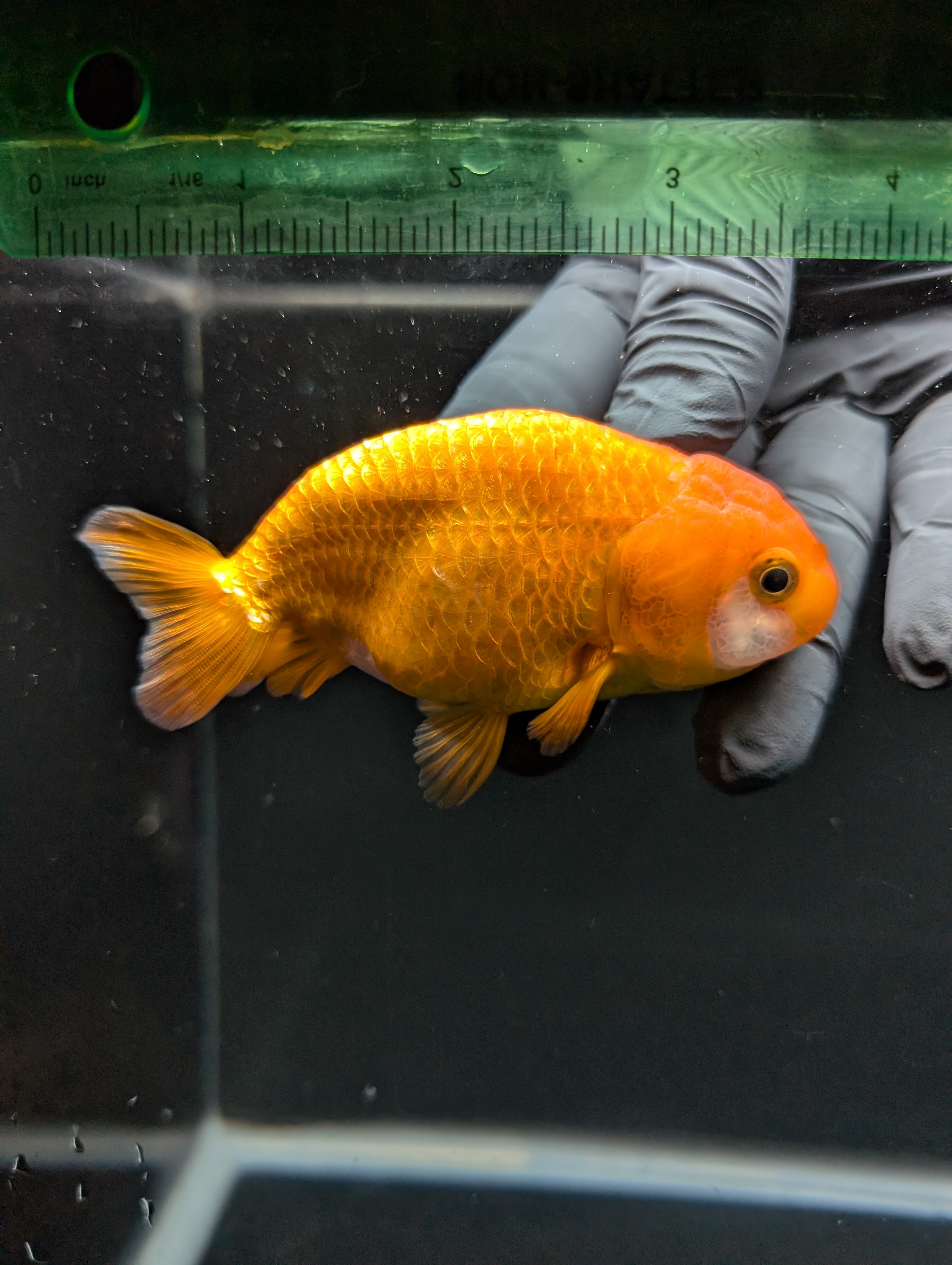 Ranchu Red White 3.5"-4"in. ID#828R4A-022