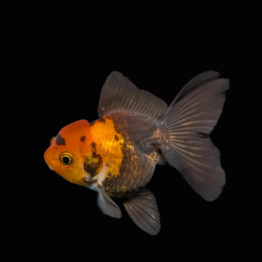 Juvenile Oranda Tricolor 3.5"-4" in.  ID#417T7A-006