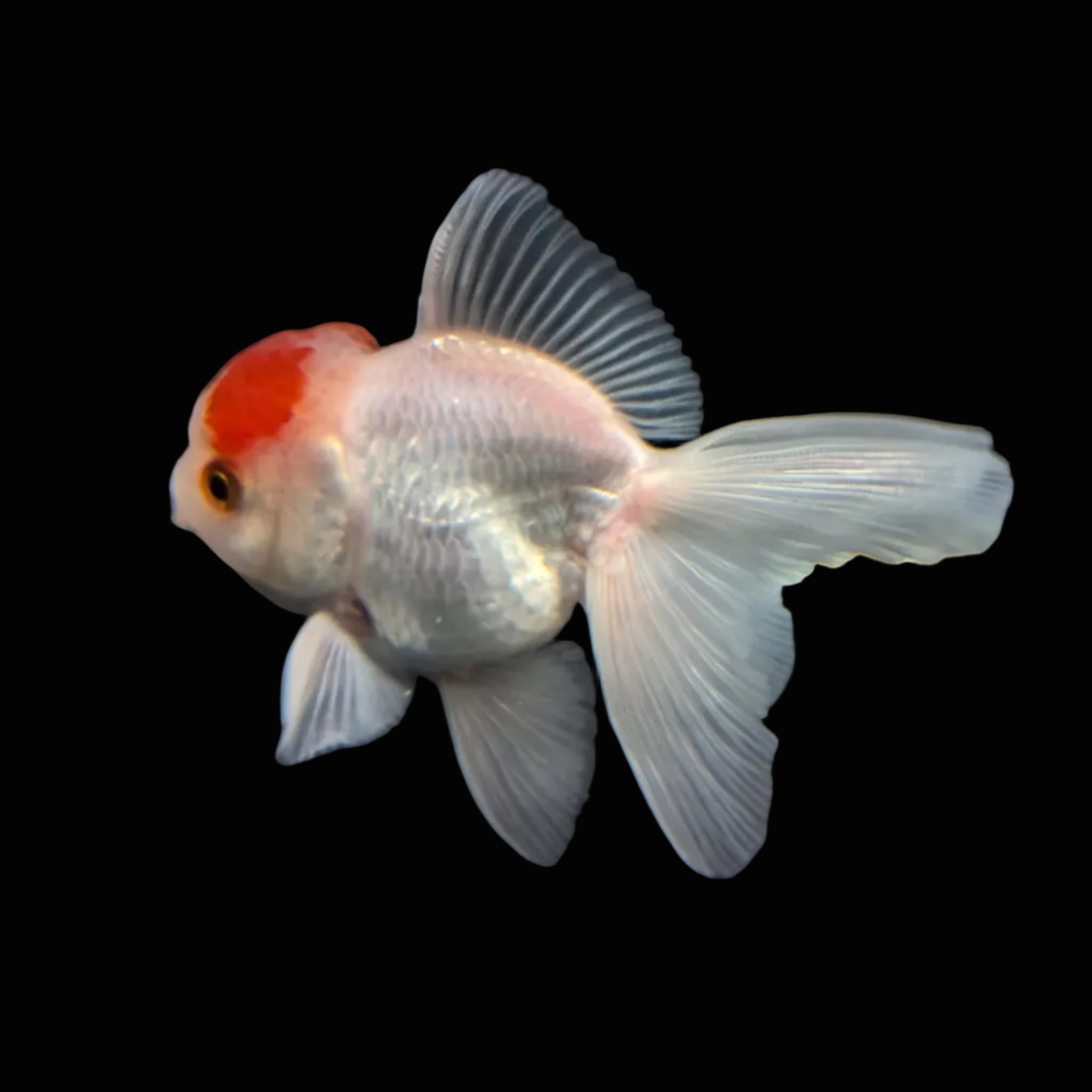 Juvenile Oranda Tricolor 3.5"-4" in.  ID#417T7A-009