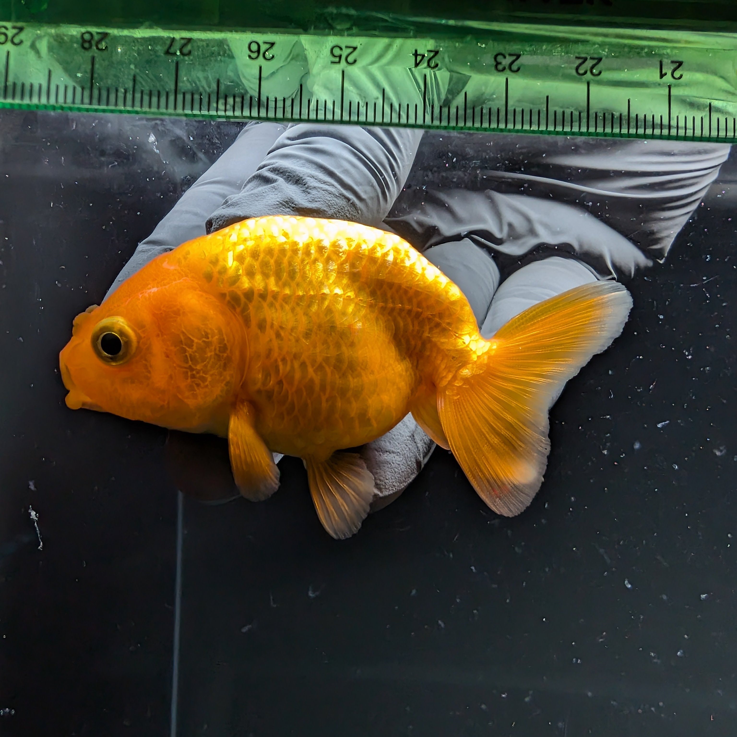 Ranchu Red White 2.5"-3" in. ID#724R4A-032