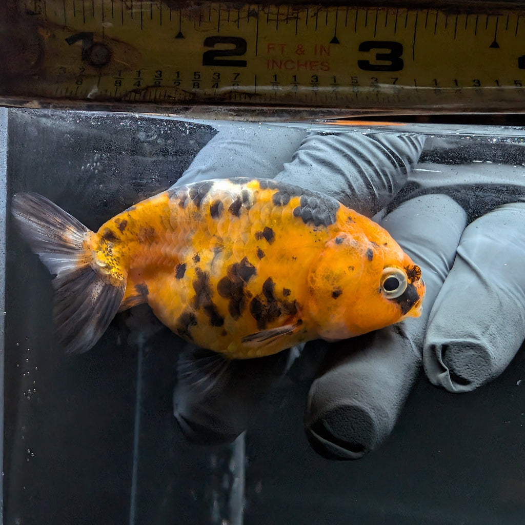 Ranchu Calico 3"-3.5" in. ID#515R4A-014