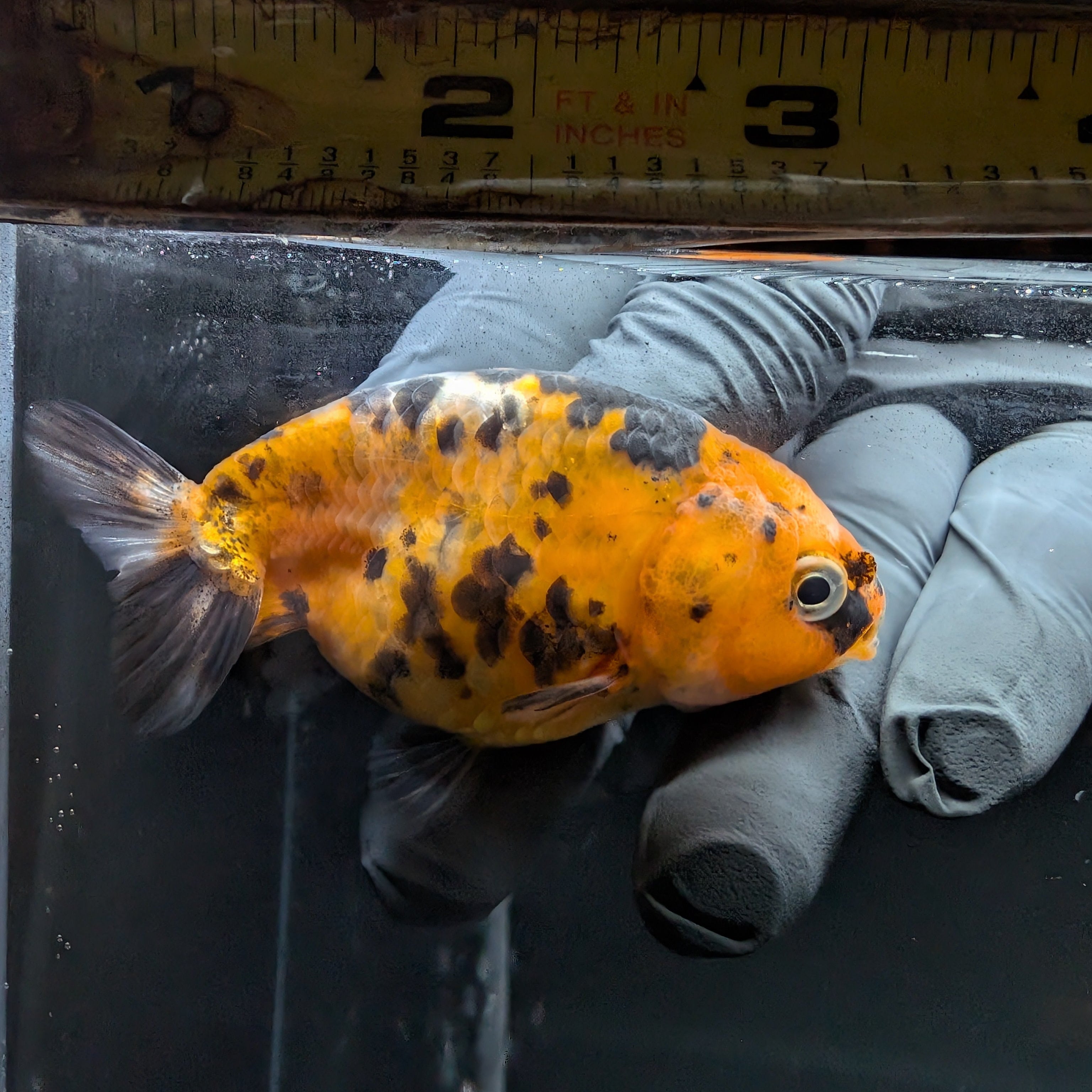 Ranchu Calico 3"-3.5" in. ID#515R4A-014