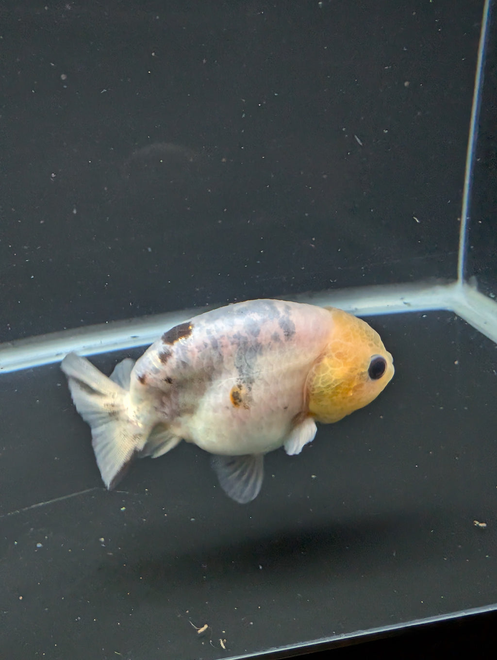 Ranchu Calico 3"-3.5" in. ID#501R13A-031