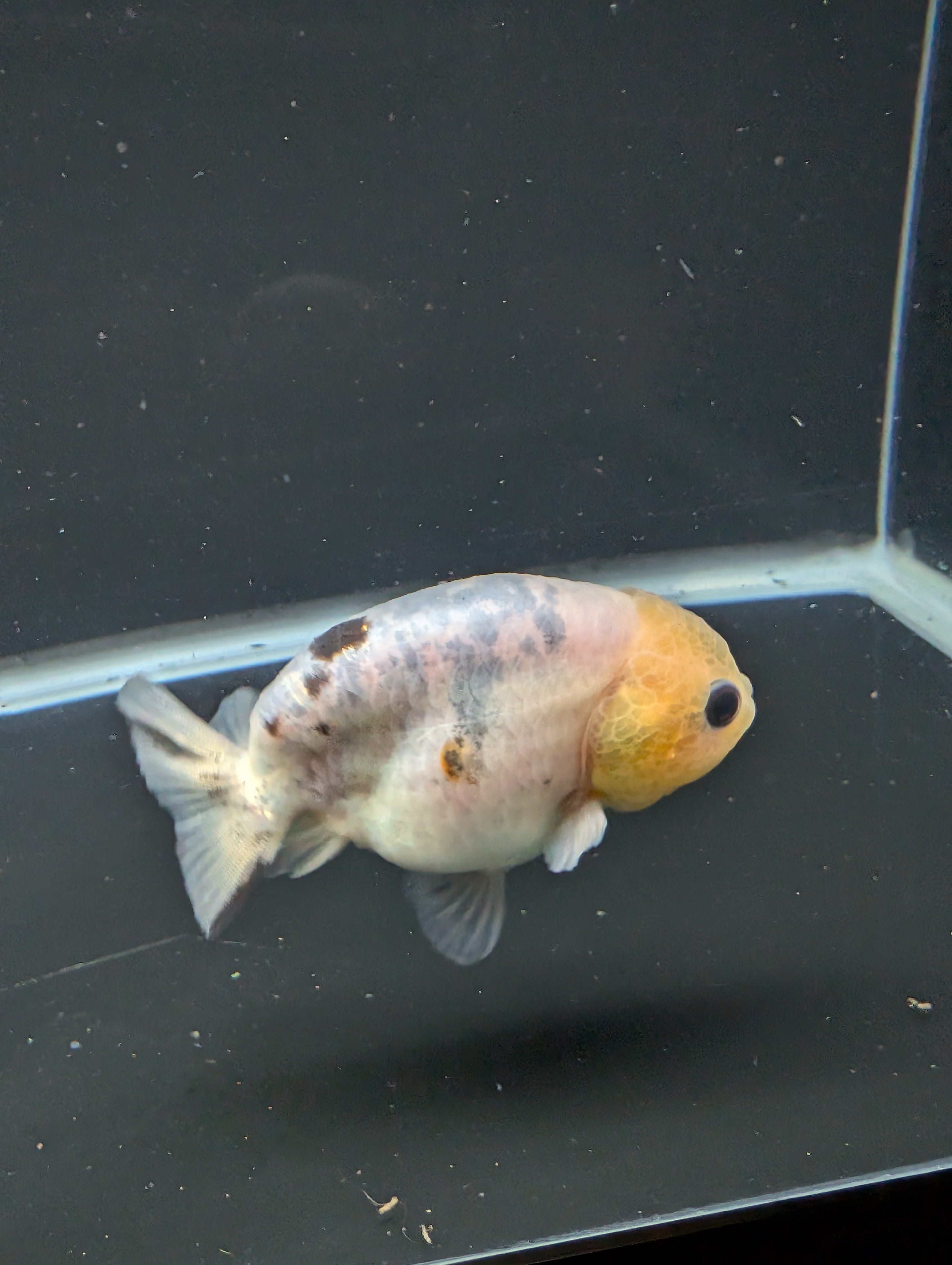 Ranchu Calico 3"-3.5" in. ID#501R13A-031