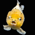 Jumbo Oranda Yuan Bao Lemon Head Granite Calico   4.5"-5"in. ID#904YB13A-002