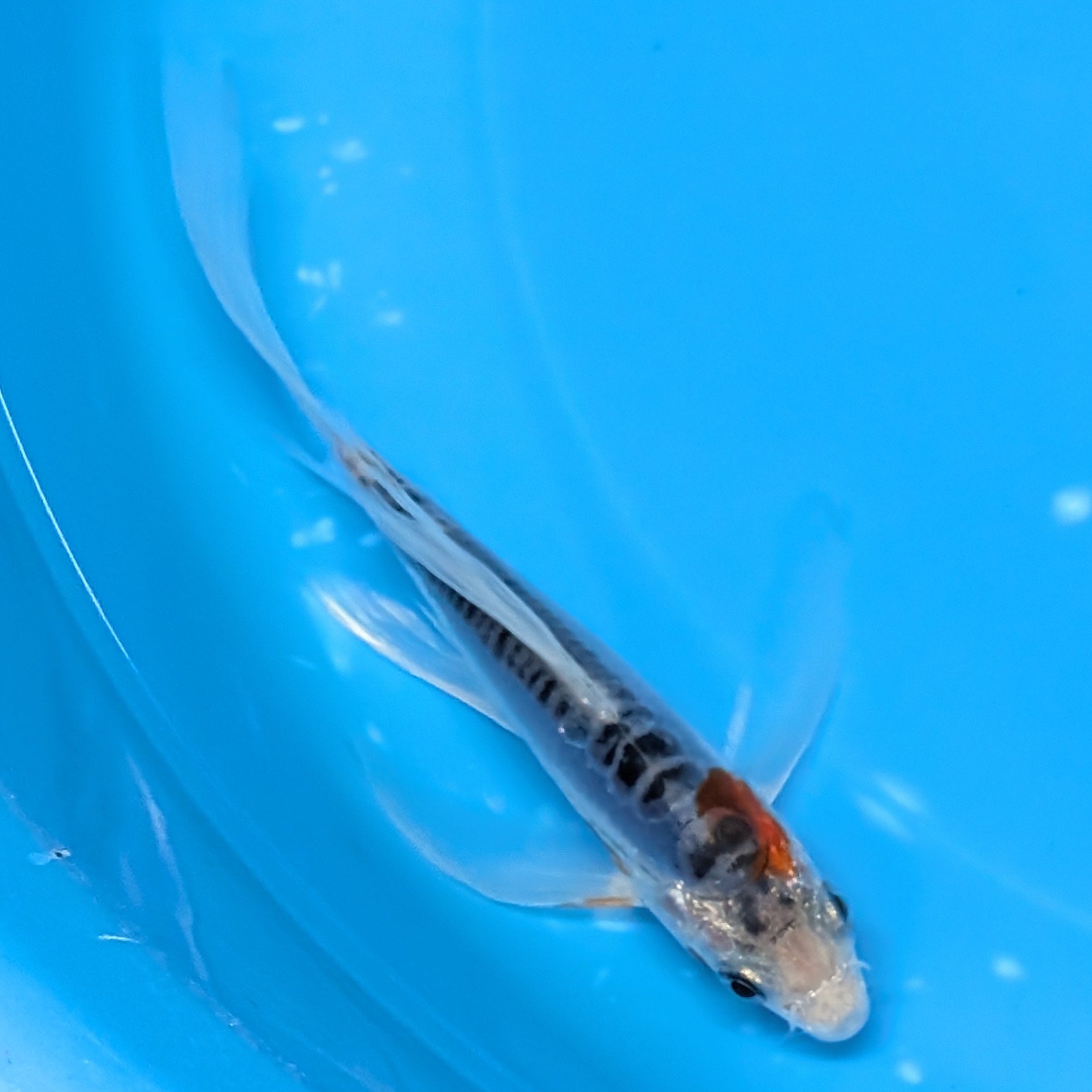 Shusui Butterfly Koi  5"-6" in. ID#727BFK-006
