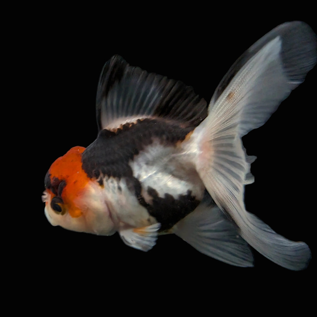 Thai Juvenile Oranda Tricolor 3"-3.5" in.  ID#626T1A-005
