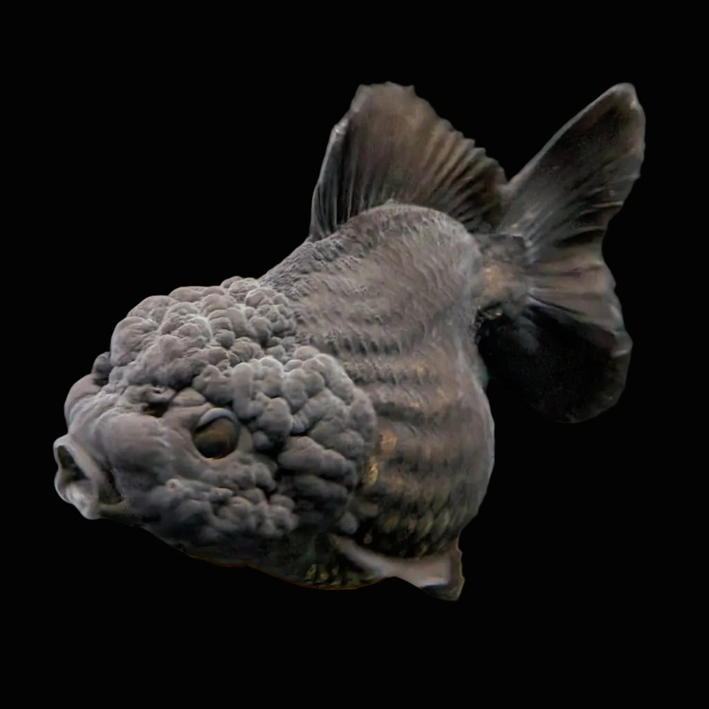 Thai Oranda Shogun Calico 4" in. ID#703SG7A-006 Please See Notes.