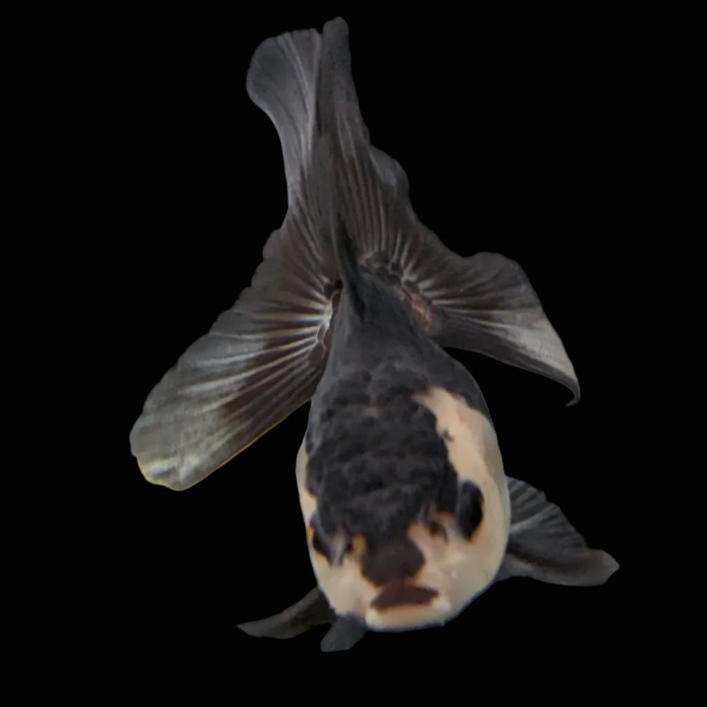 Thai Baby Oranda Panda 3"in.  ID#807T1A-003