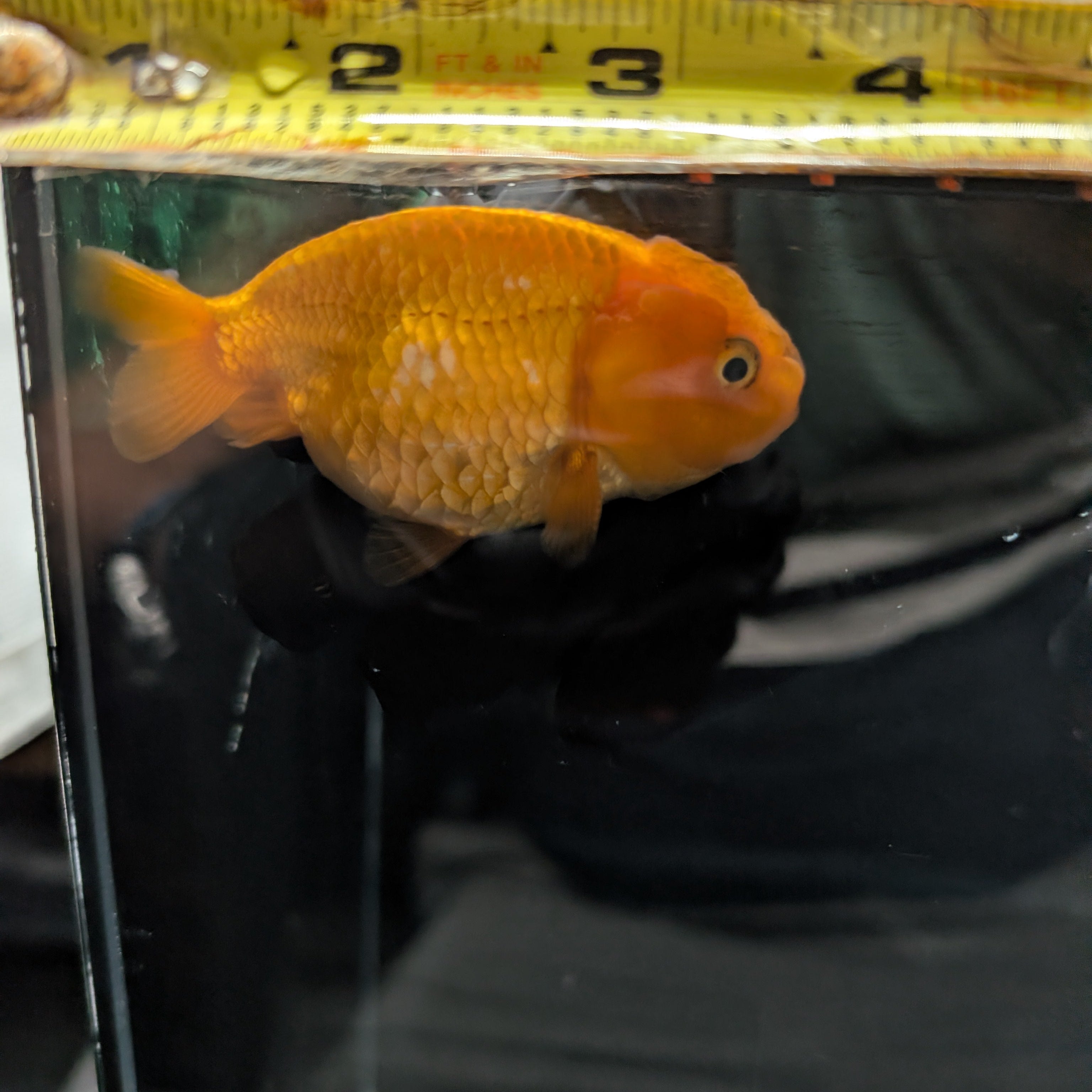 Ranchu Red White 3"-3.5" in. ID#3201A-002
