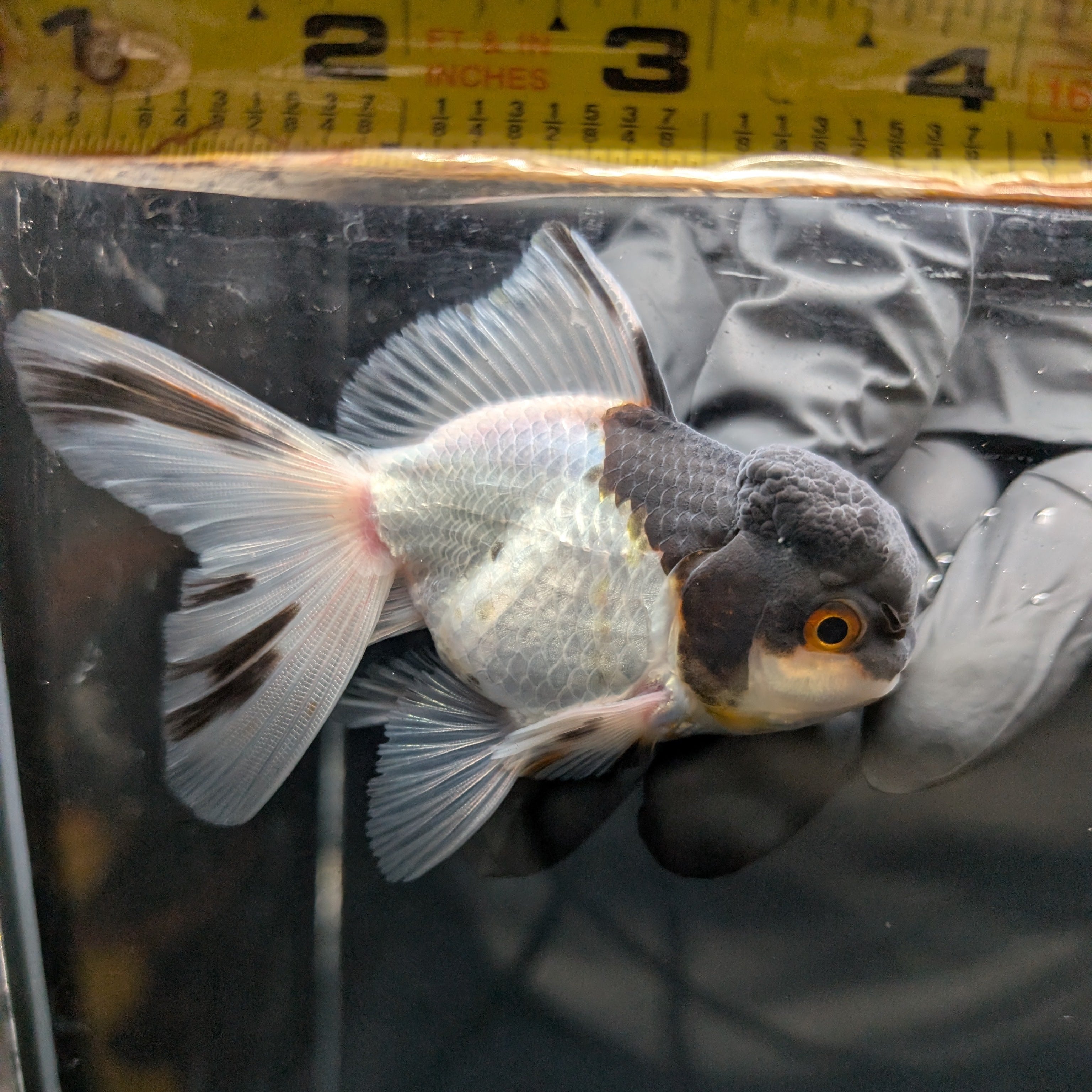 Juvenile Oranda Panda 3.5"-4" in.  ID#403T8A-008