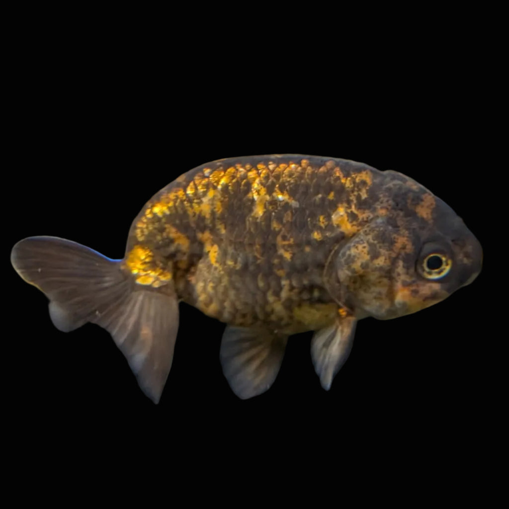 Ranchu Calico 3"-3.5" in. ID#424R13A-015