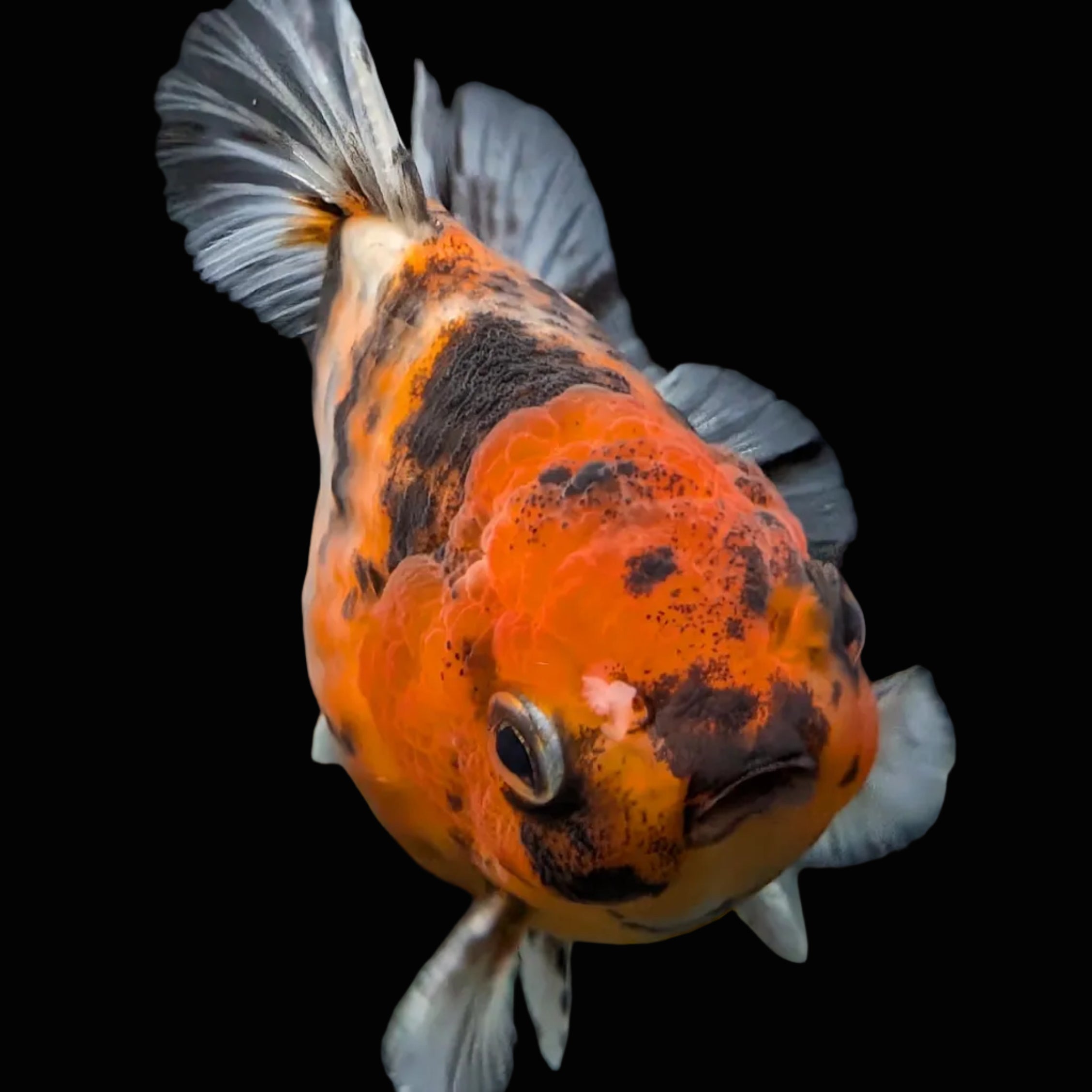 Thai Oranda Shogun Tiger Calico 4" in. ID#626SG7A-004