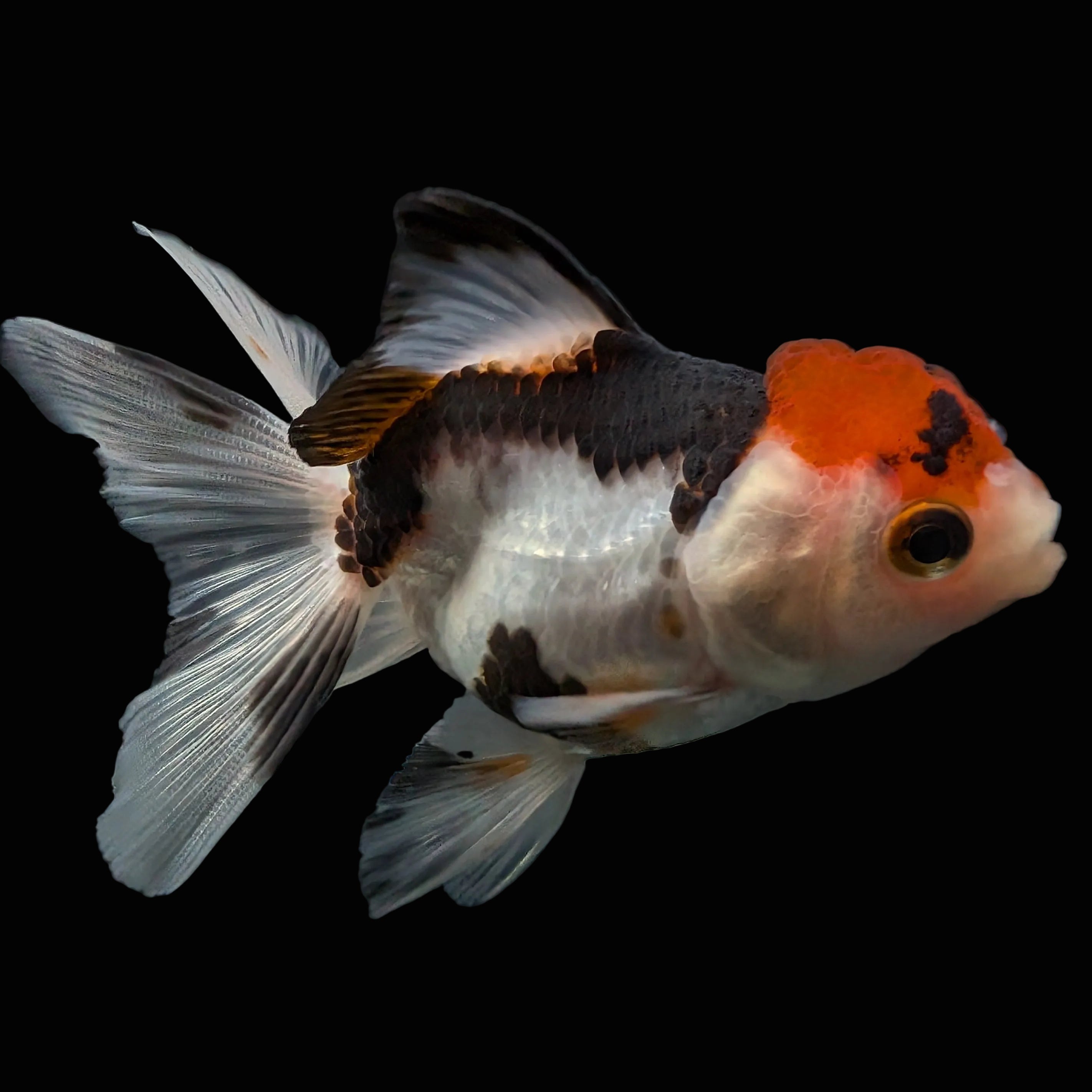 Thai Juvenile Oranda Tricolor 3"-3.5" in.  ID#626T1A-005