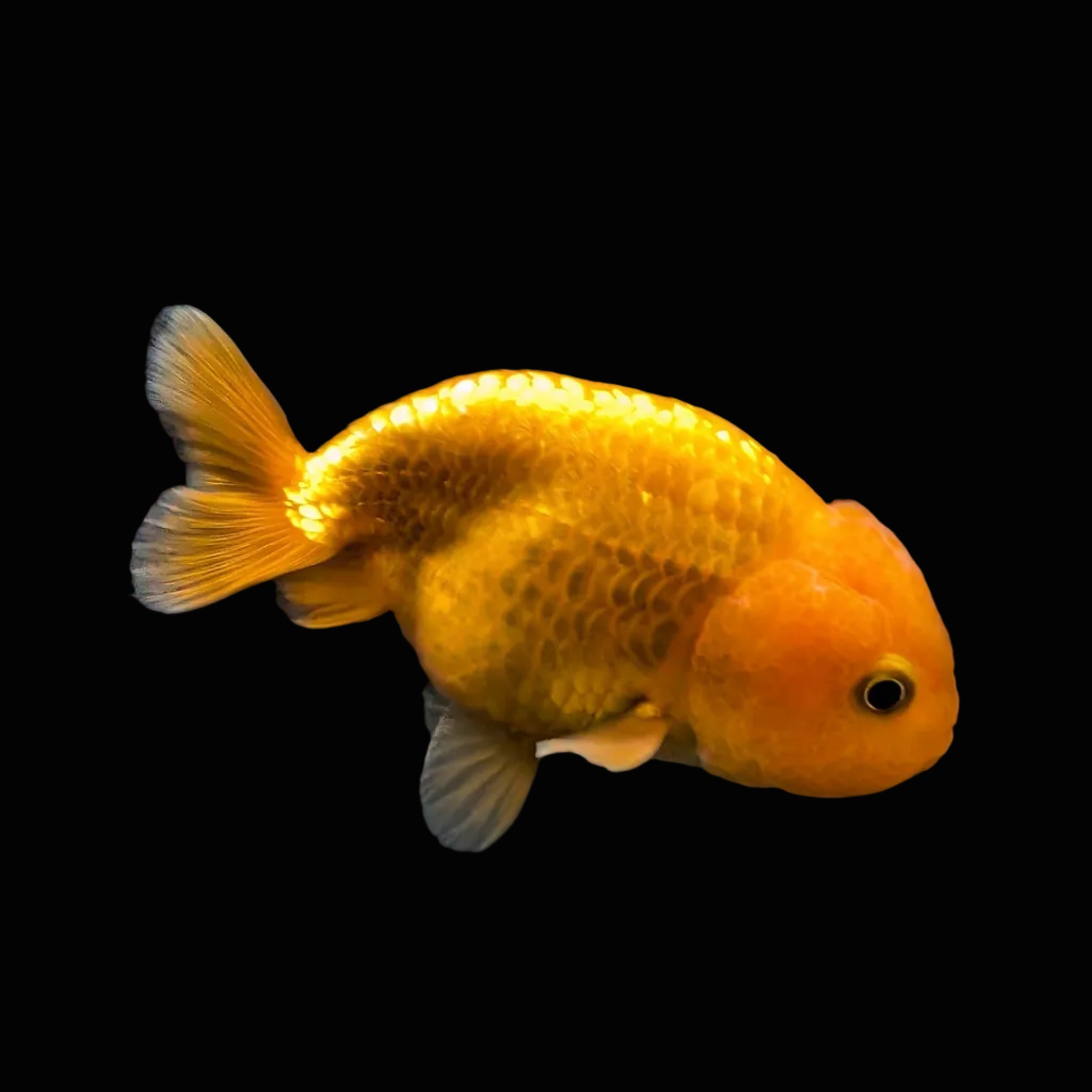 Ranchu Red White 3"-3.5" in. ID#424R13A-014