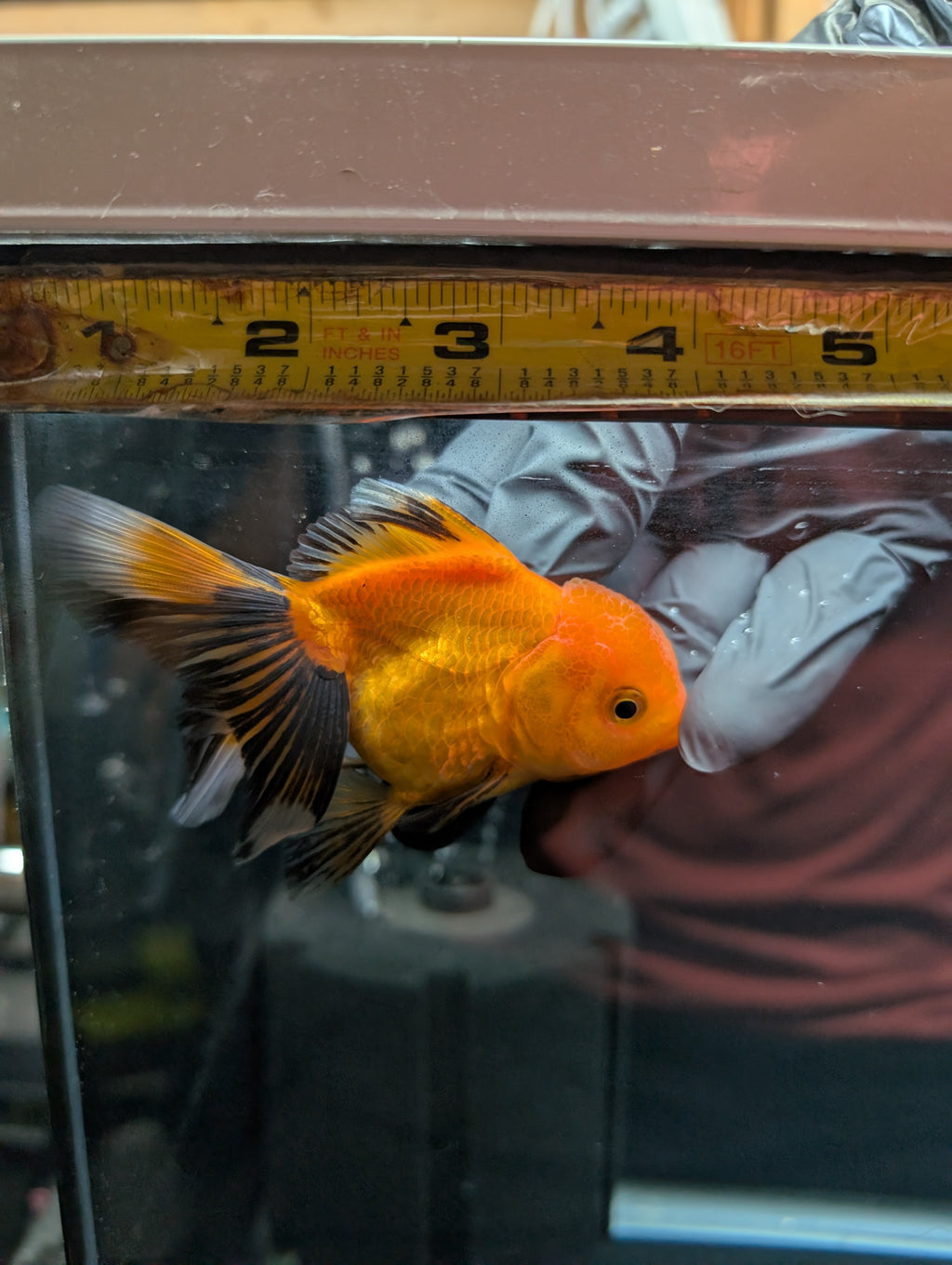 PEACH *Boss 501 Juvenile Oranda Tricolor 3.5"-4" in.  ID#501T2A-007