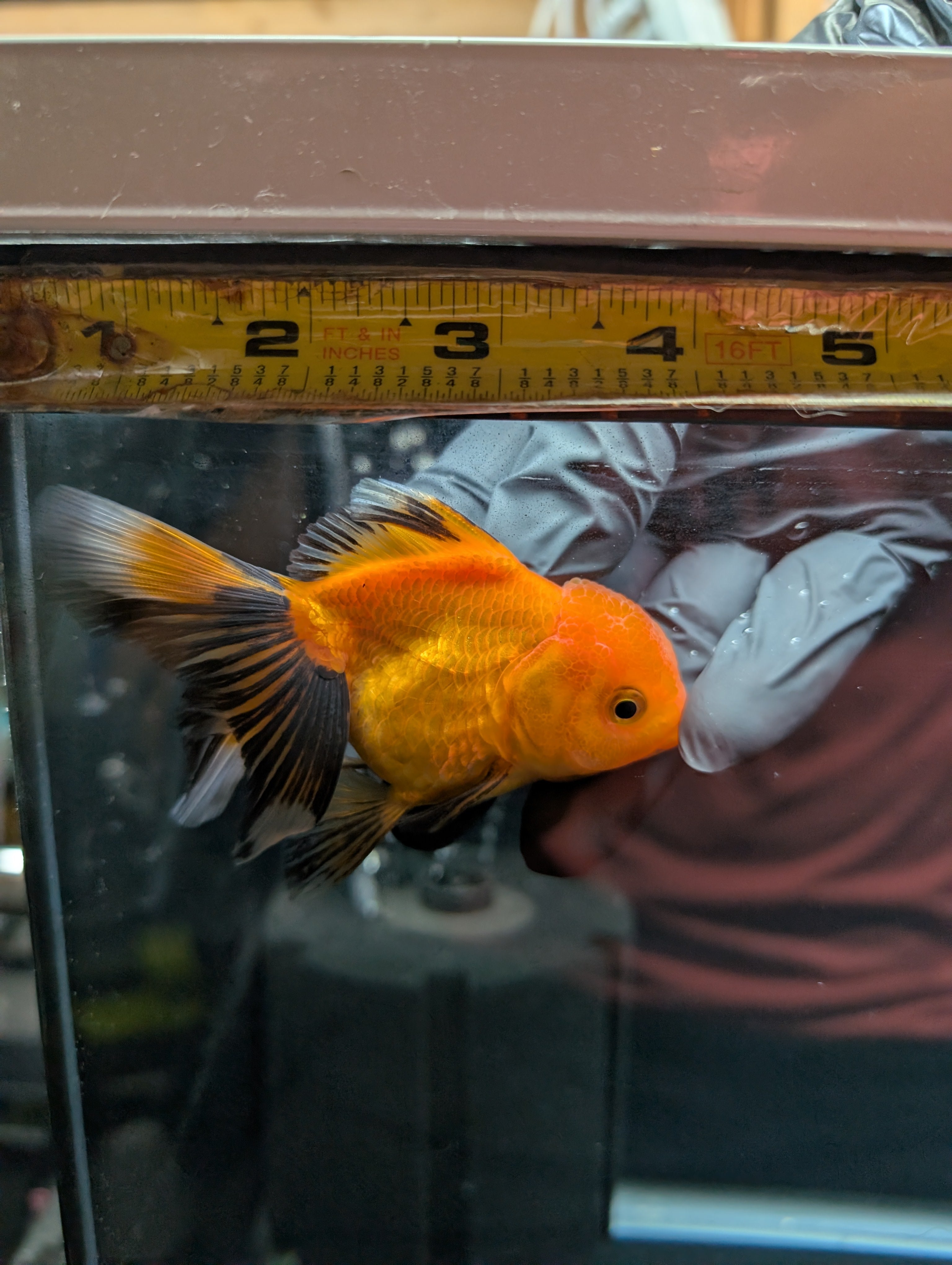 PEACH *Boss 501 Juvenile Oranda Tricolor 3.5"-4" in.  ID#501T2A-007