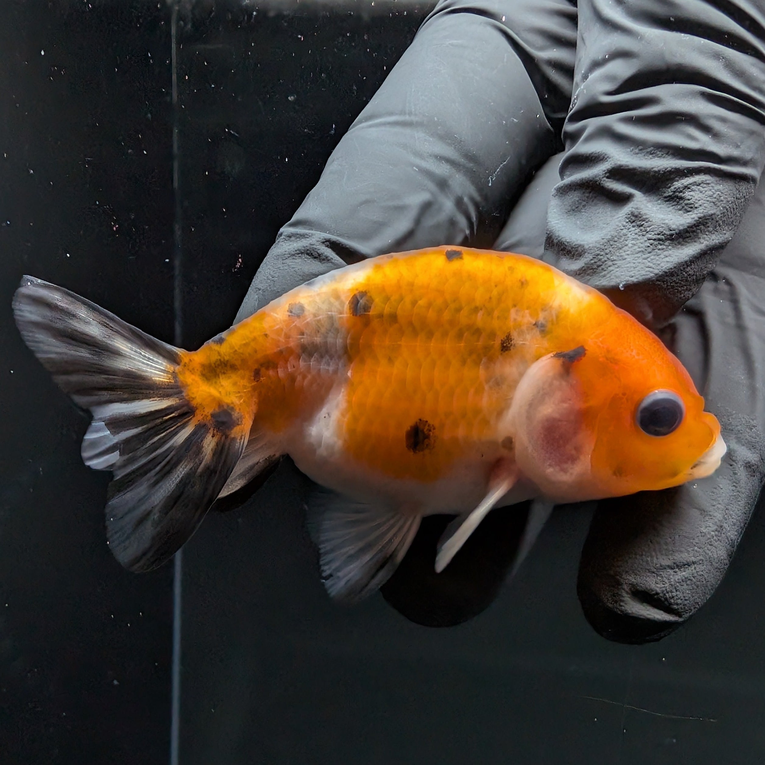 Ranchu Calico 2.5"-3" in. ID#724R4A-021