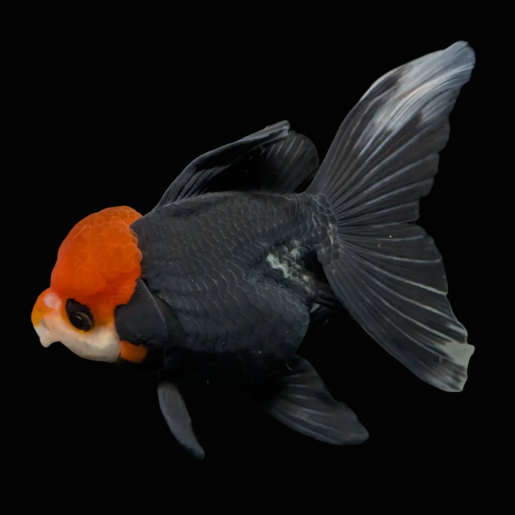 Thai Oranda Tricolor  4.5"-5"  ID#718T5B-004