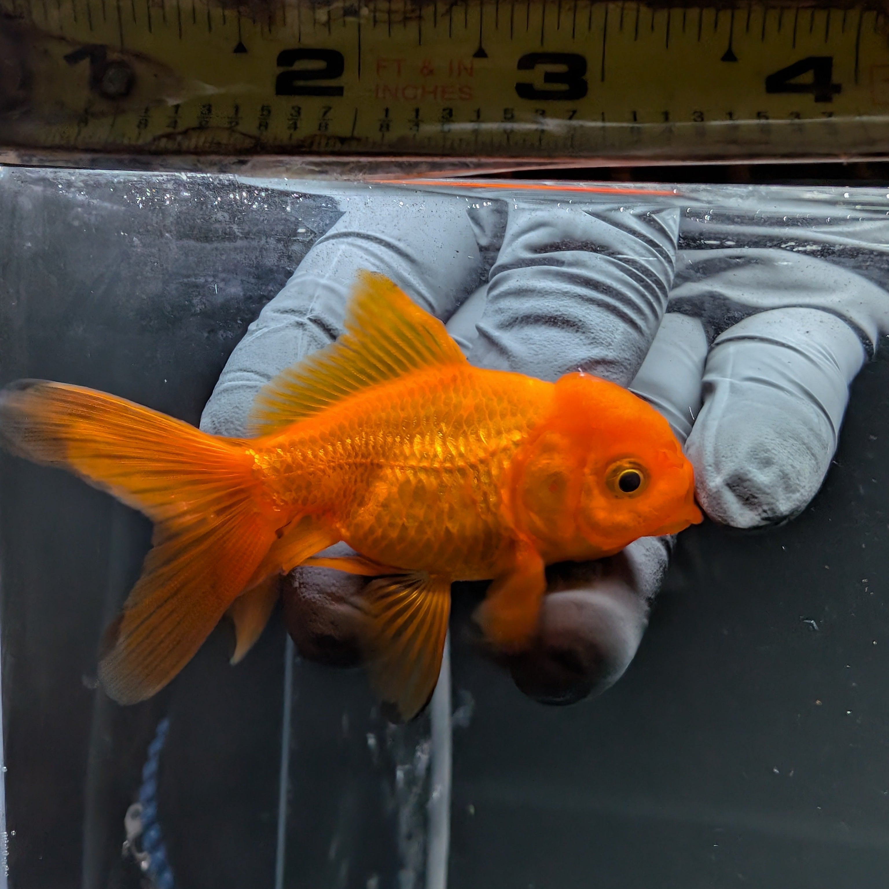 Juvenile Oranda Red Black 3"-3.5"in.  ID#515T2A-010