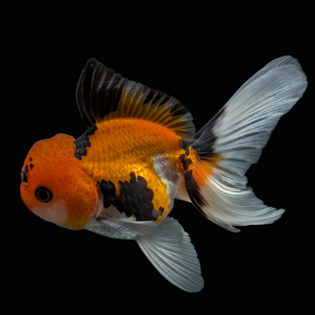 Juvenile Oranda Tricolor 3.5"-4" in.  ID#424T1A-003
