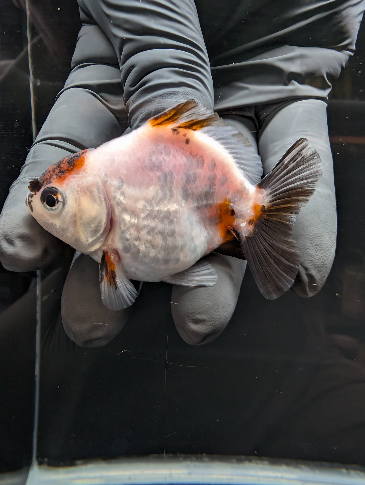 Baby Thai Shogun Oranda Tiger Panda 2"-2.5" in. ID#1023BSG11A-031