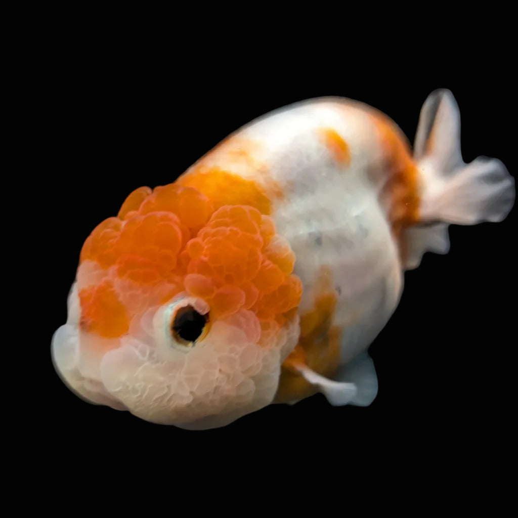 Jumbo Ranchu Sakura 4.5"-5" in. ID#828R8A-054