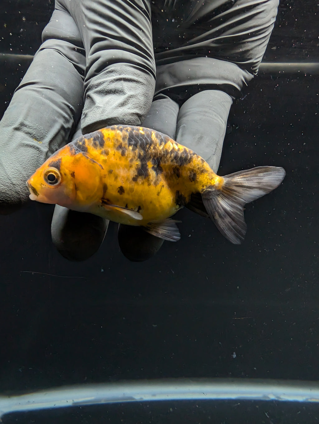 Ranchu Calico 2.5"-3" in. ID#717R4A-013