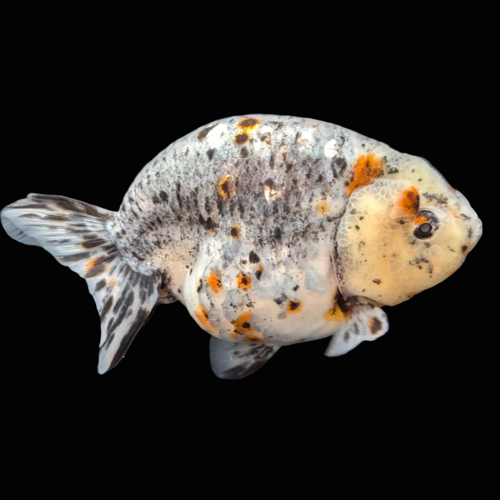 Jumbo Ranchu Kirin Calico 4.5"-5" in. ID#814R8A-025 Please See Notes.