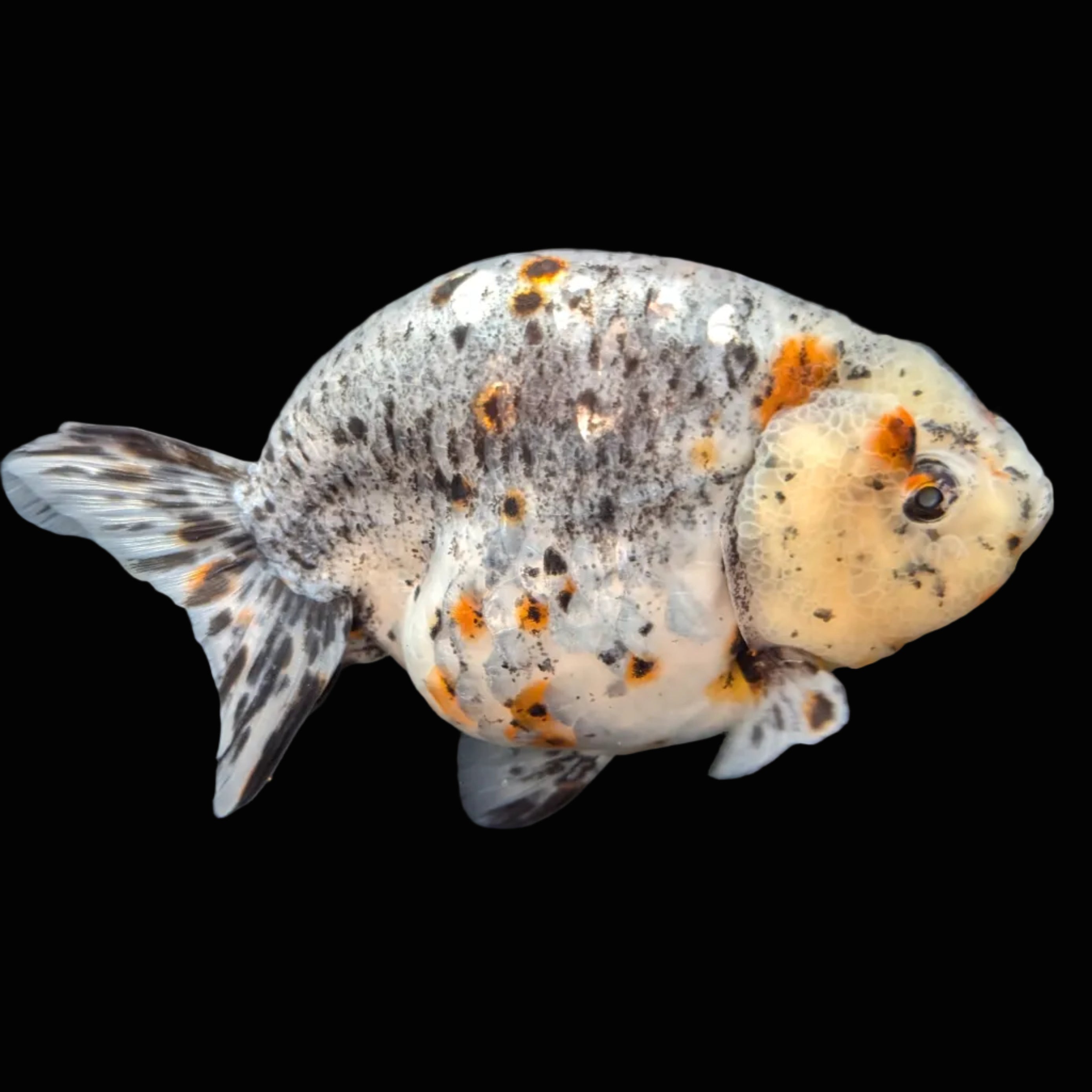 Jumbo Ranchu Kirin Calico 4.5"-5" in. ID#814R8A-025 Please See Notes.