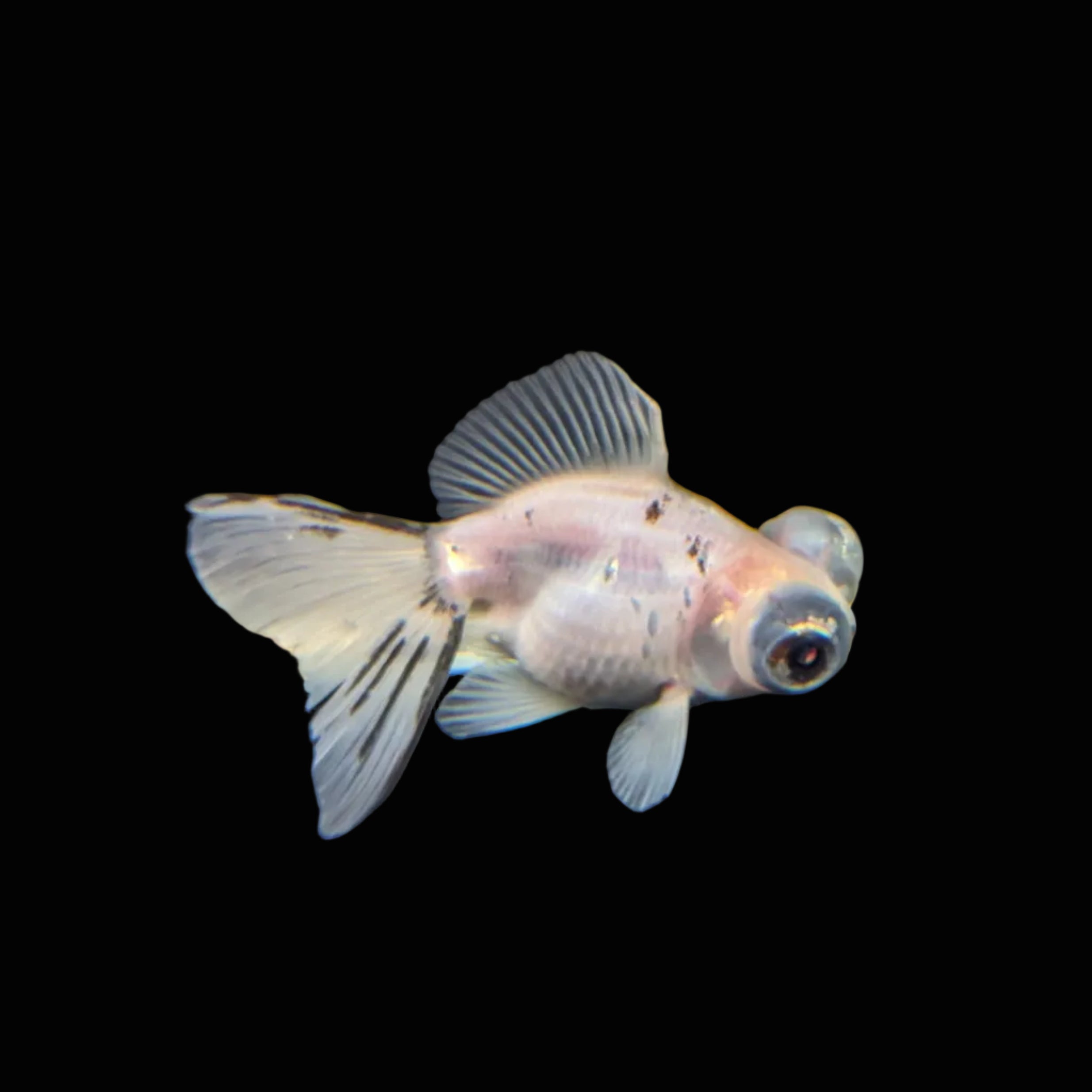 Telescope Butterfly Calico 3.5"-4" in. ID#522B6B-007
